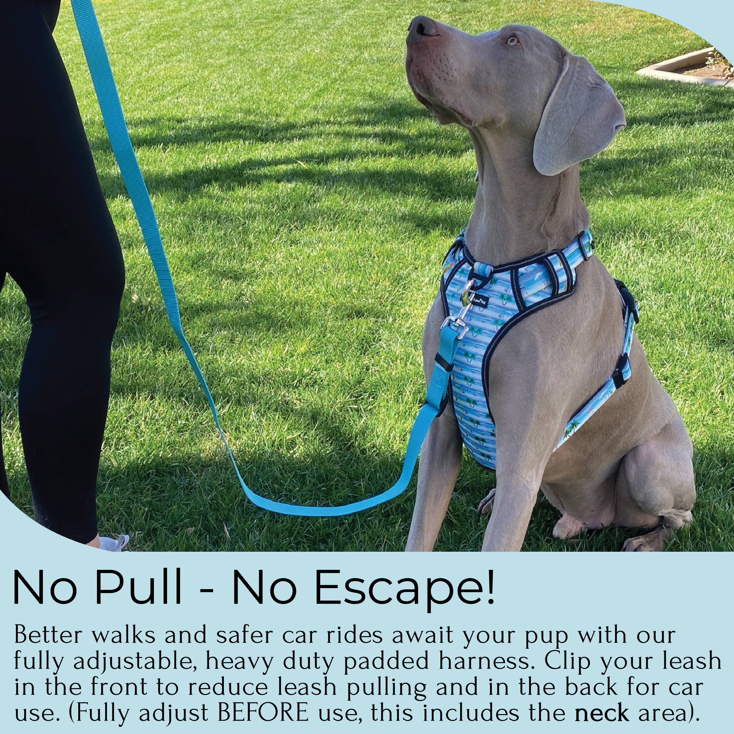 a photo of a Weimaraner during training wearing a fearless pet harness