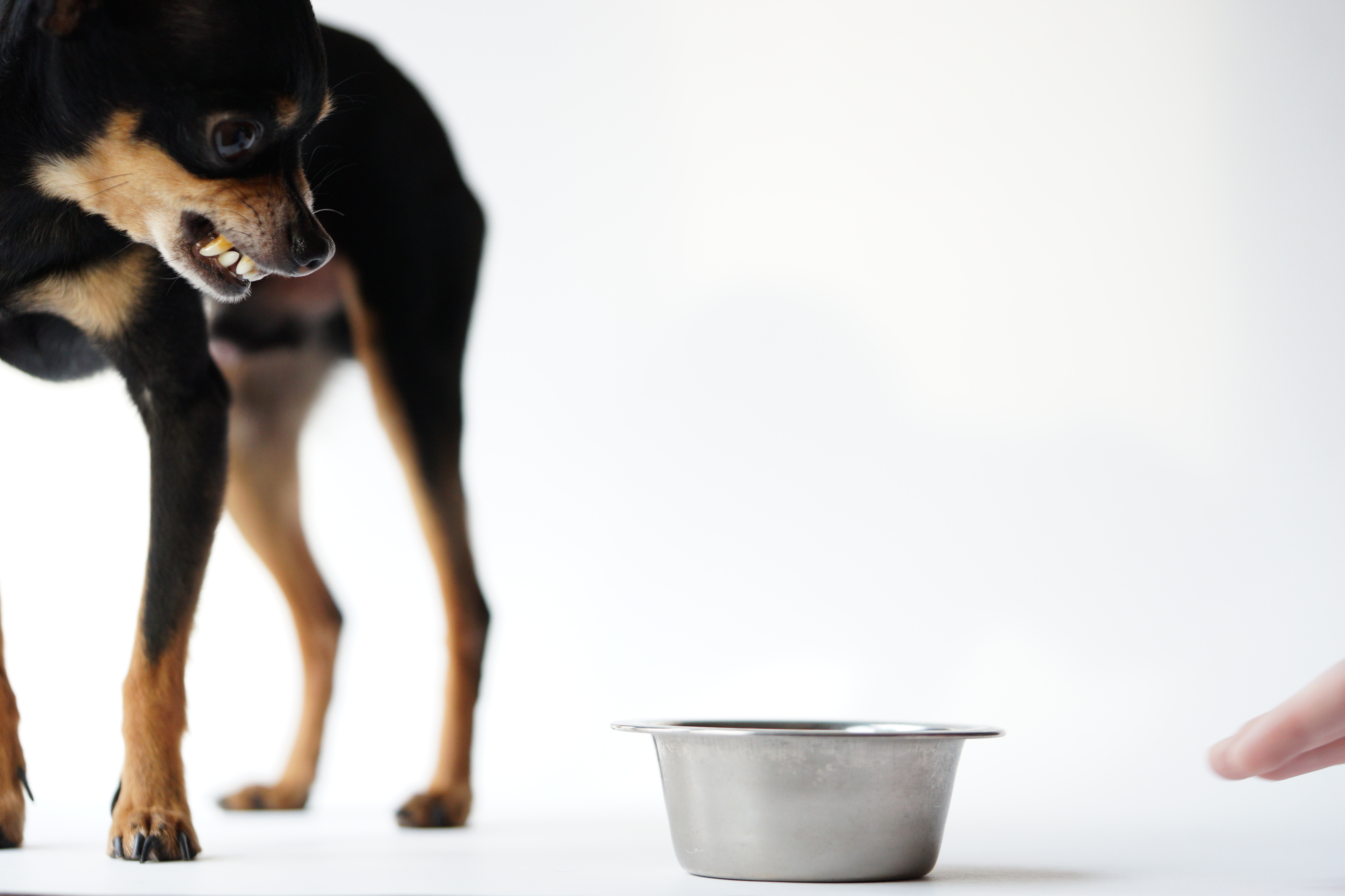 small dog guards food bowl