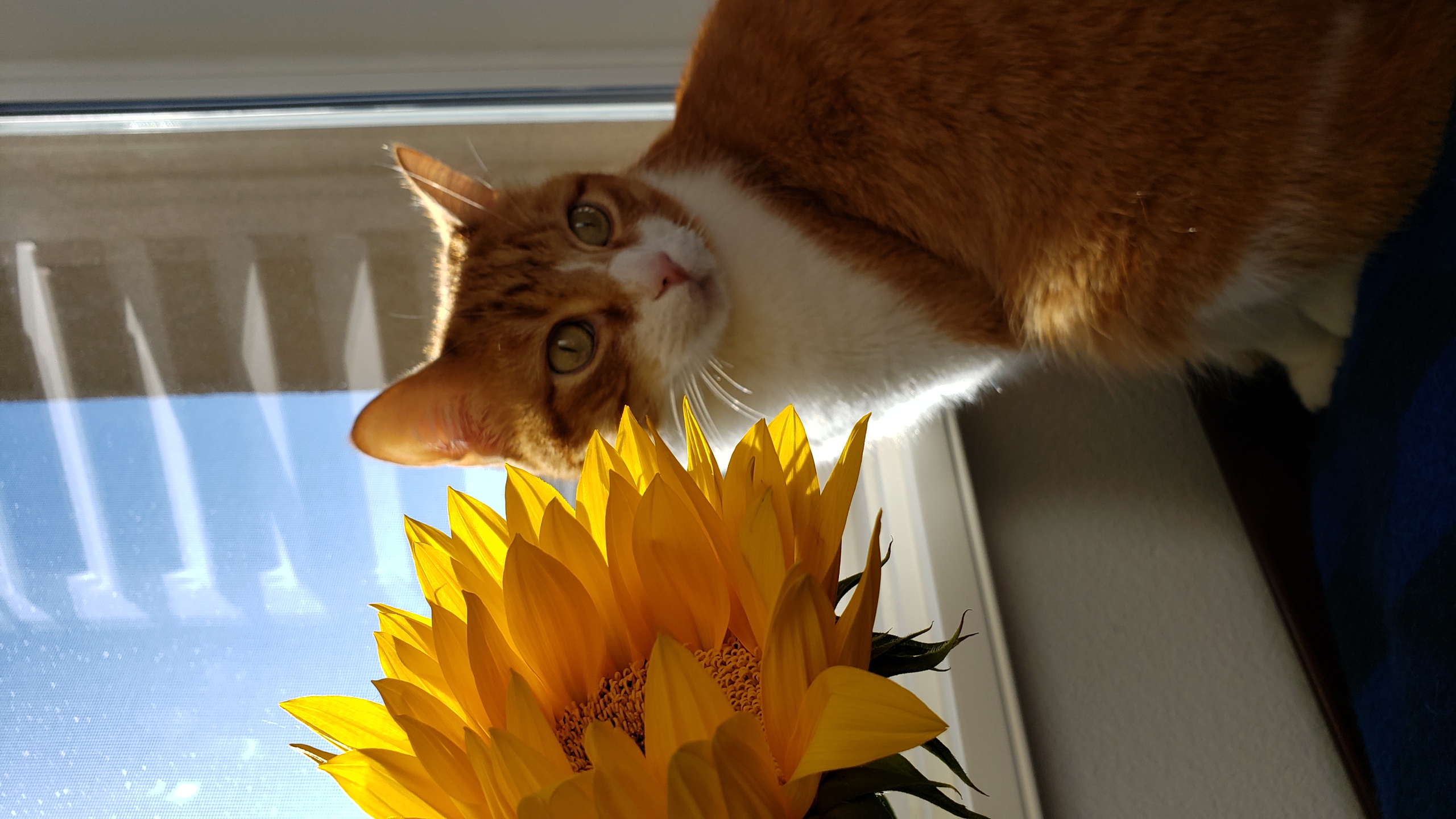 An orange and white cat named Ash sits in a sunny window in Jennifers home office near a large yellow sunflower bloom.