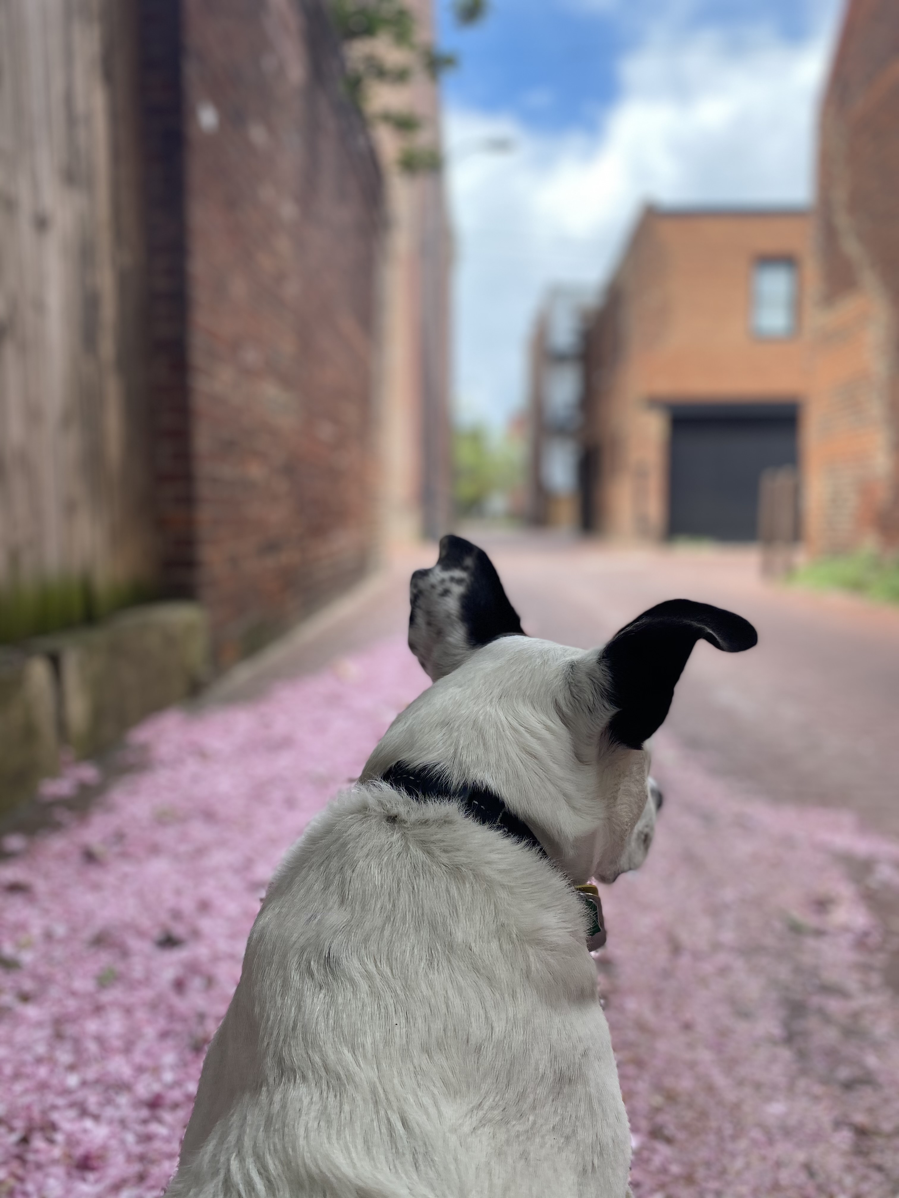 A dog looks up a city alley strewn with pink petals. 