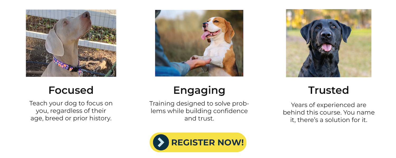 an image for online dog training fearless pet that says focused engaging and trusted with a register now button