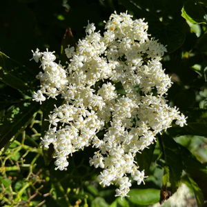 Myth and Magic of The Trees of Ireland-Elder