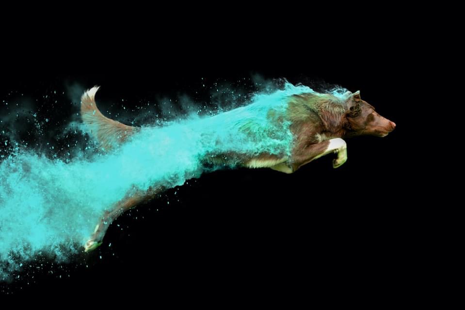 A red, smooth coated border collie with white front paws and tip of tail, jumps from left to right. A trail of smokey teal powder starts just behind his ears and flows backwards across most of his body and rear legs.