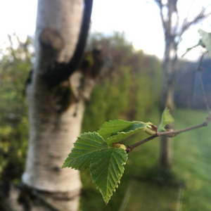 Myth and Magic of The Trees of Ireland-Birch