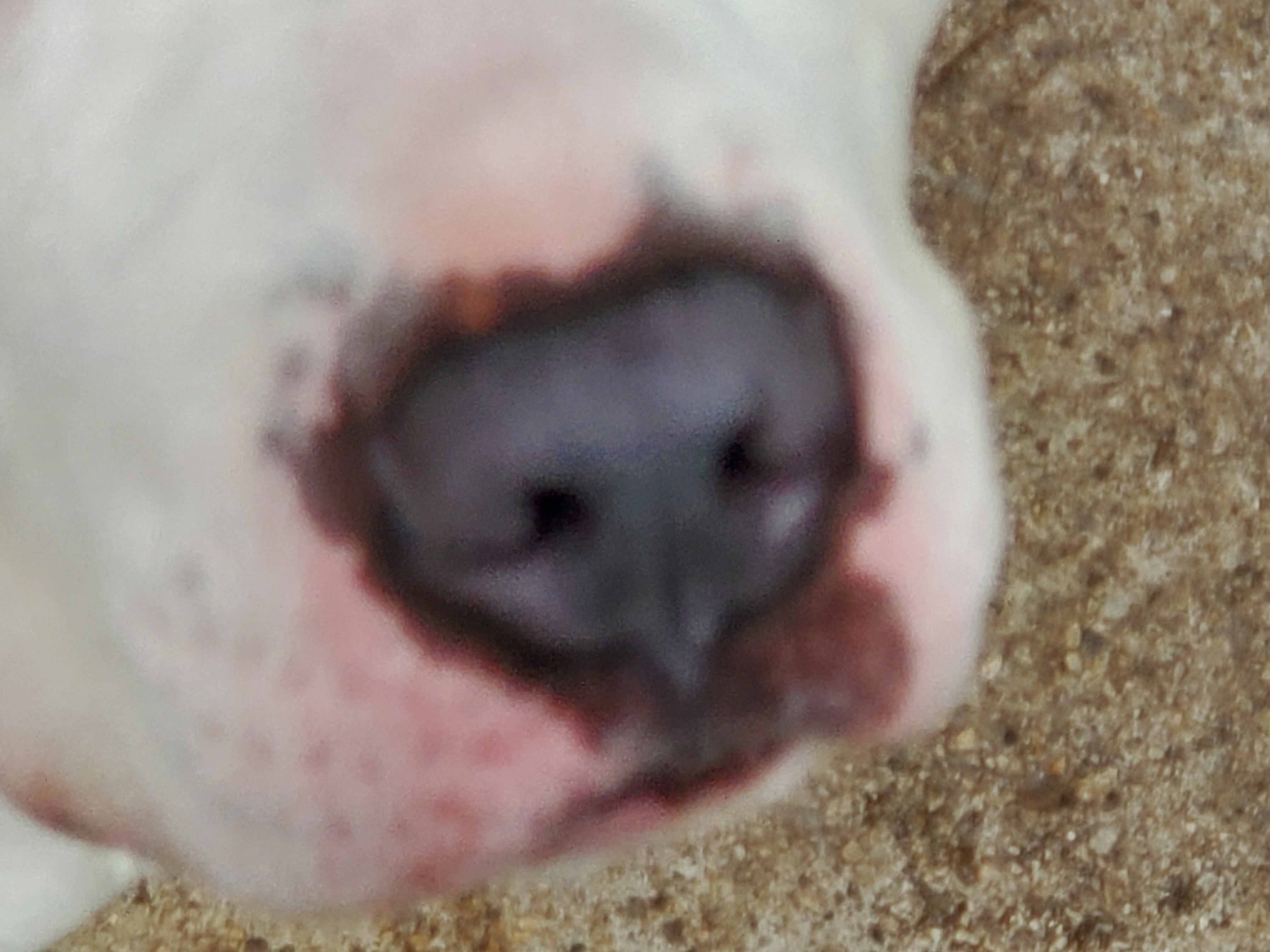 A dog's nose
