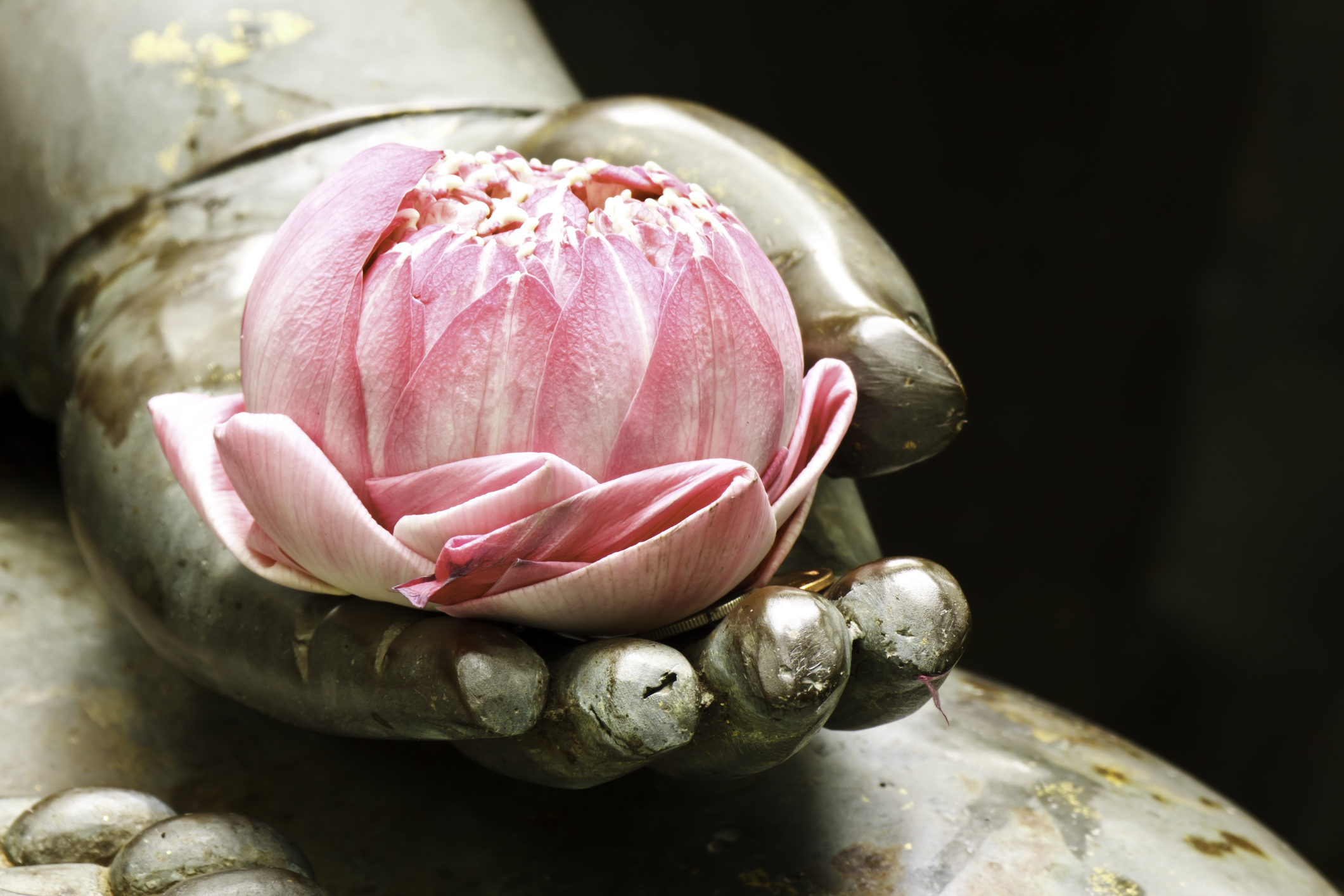 A beautiful pink flower in the hand of a Buddhist statue