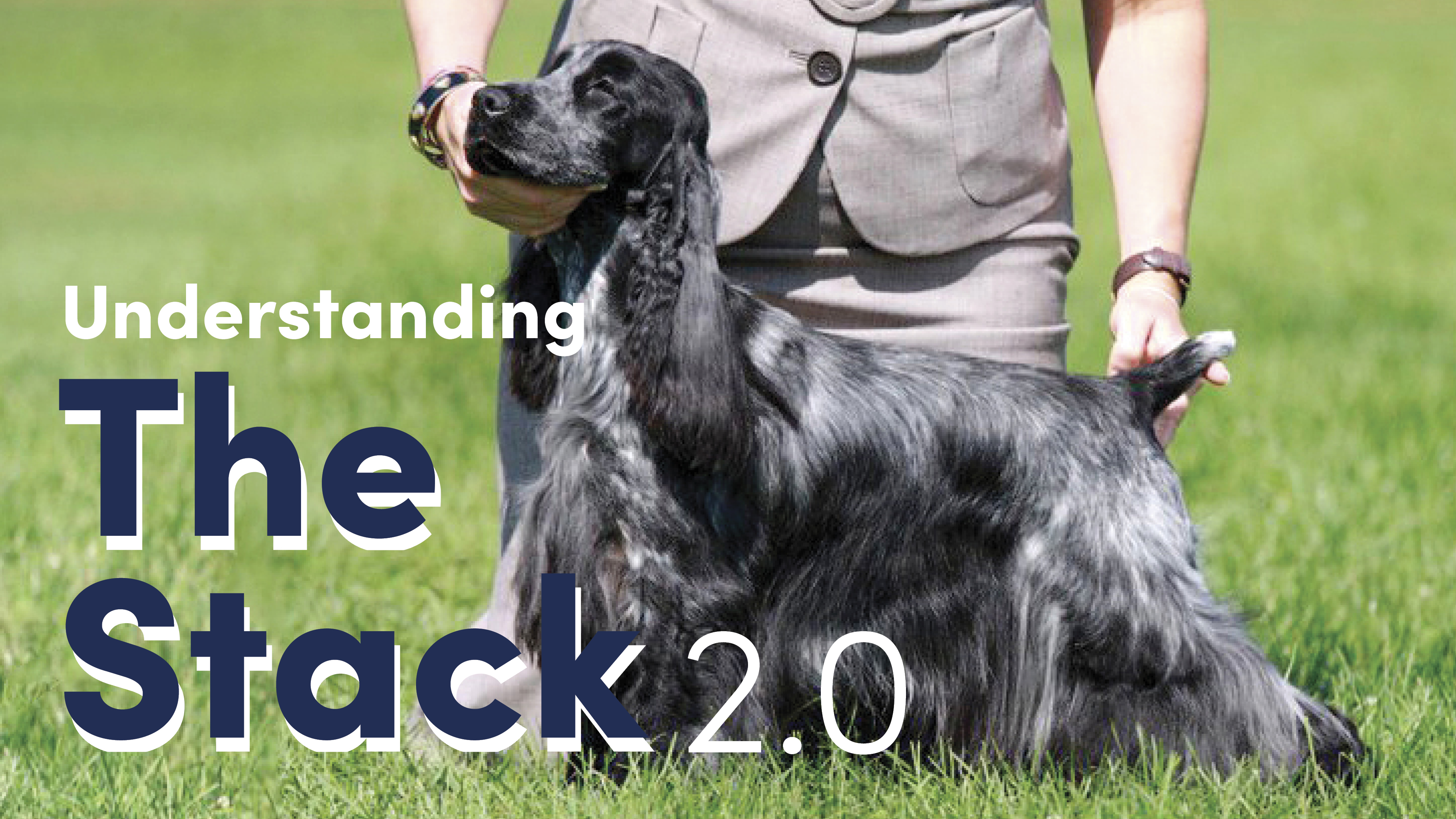 Understanding the Stack - a stacked English Cocker spaniel