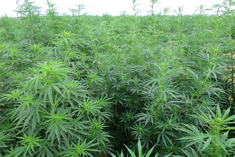 hemp field