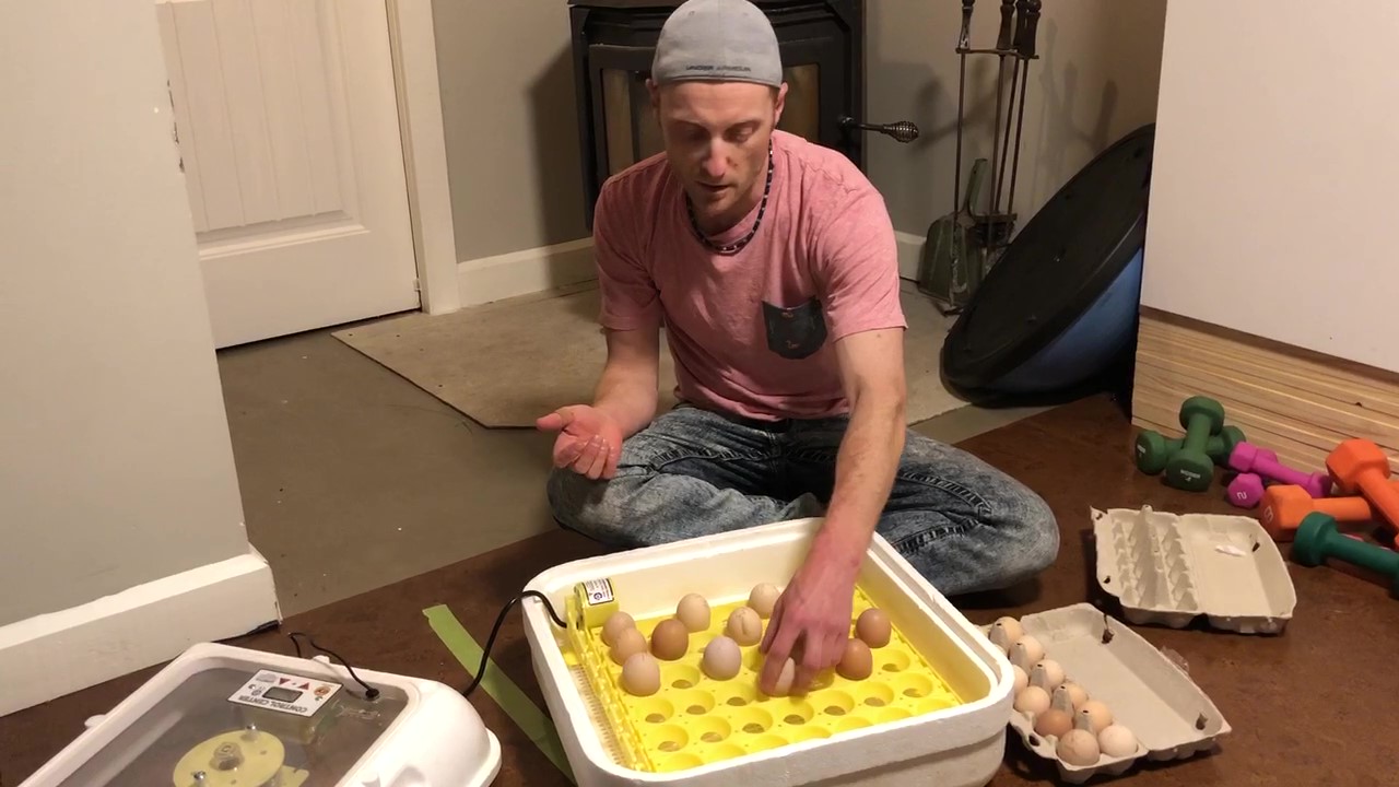 Martin Boisvert manipulant des oeufs fécondés dans une couveuse.