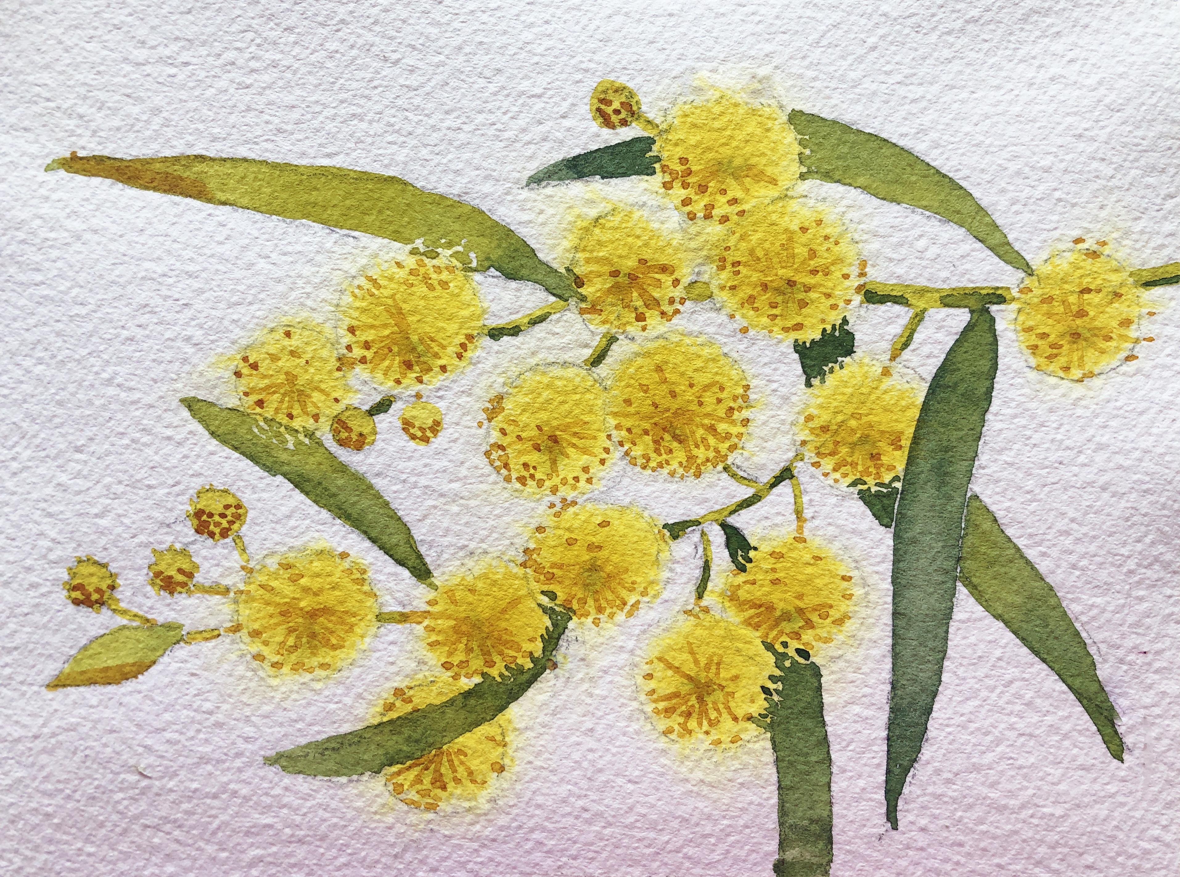 Tutorial how to paint Golden Wattle in Watercolour with Jenny Gilchrist.