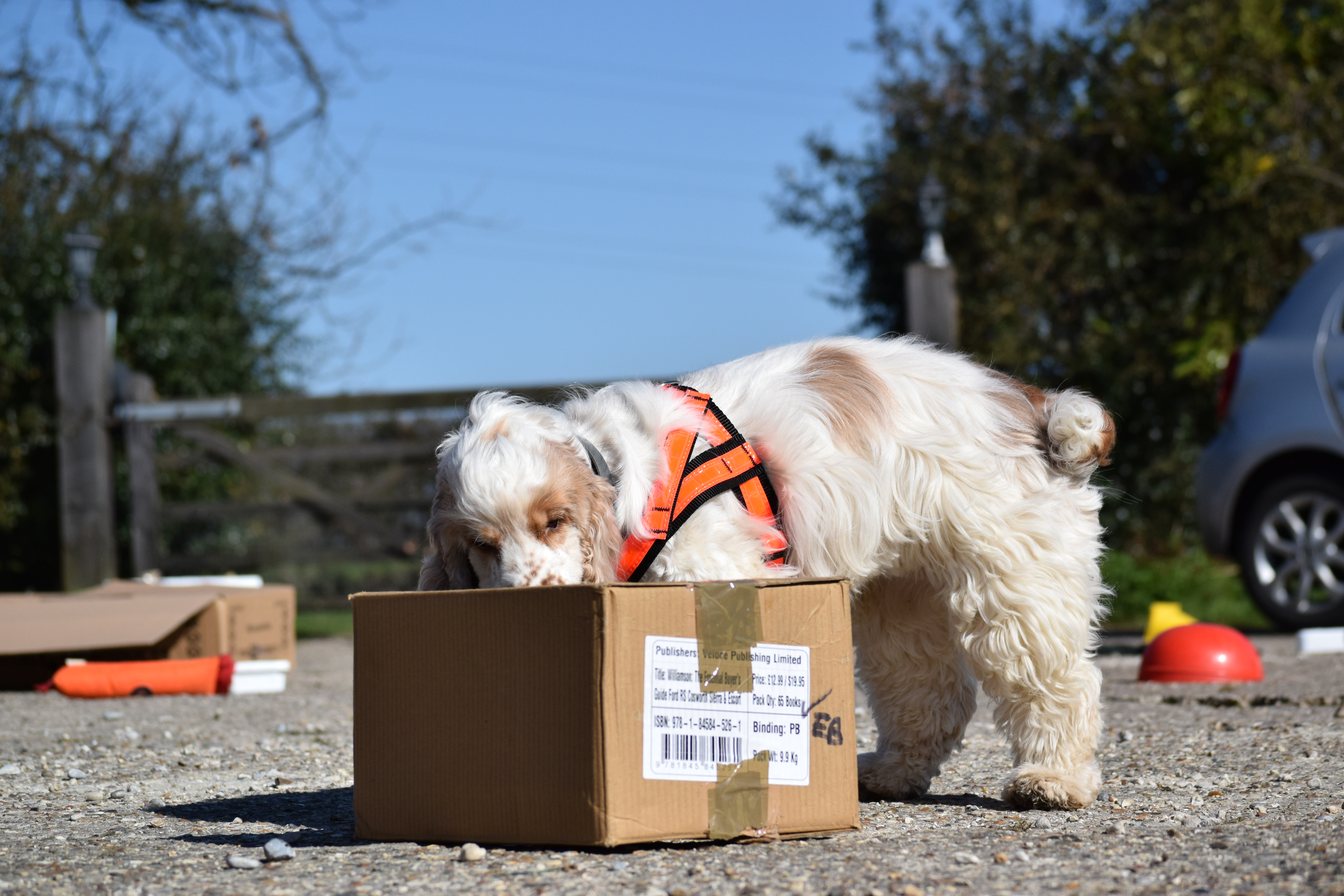 Muppet sniffs a box