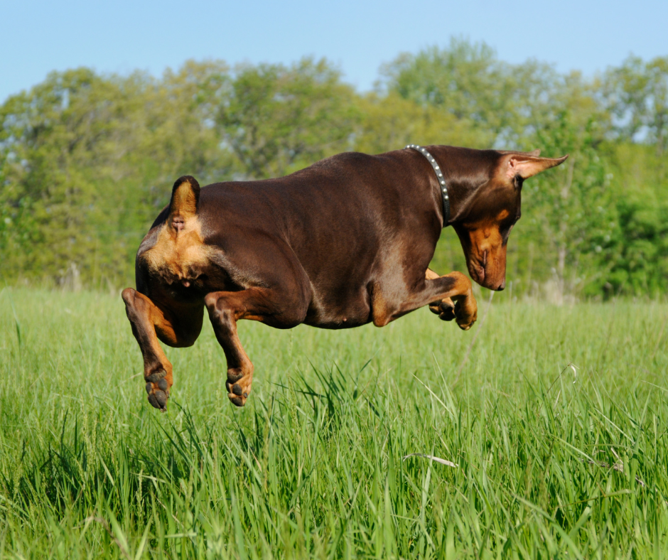 Dobermann Pinscher displaying high prey drive pouncing on hidden prey in grass field