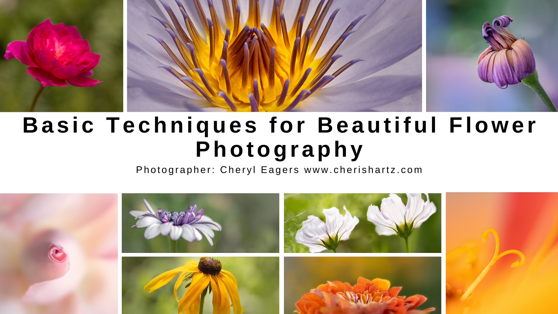 LEARN TECHNIQUES TO CAPTURE FLOWERS IN PHOTOGRAPHY TO MAKE AN IMPACT