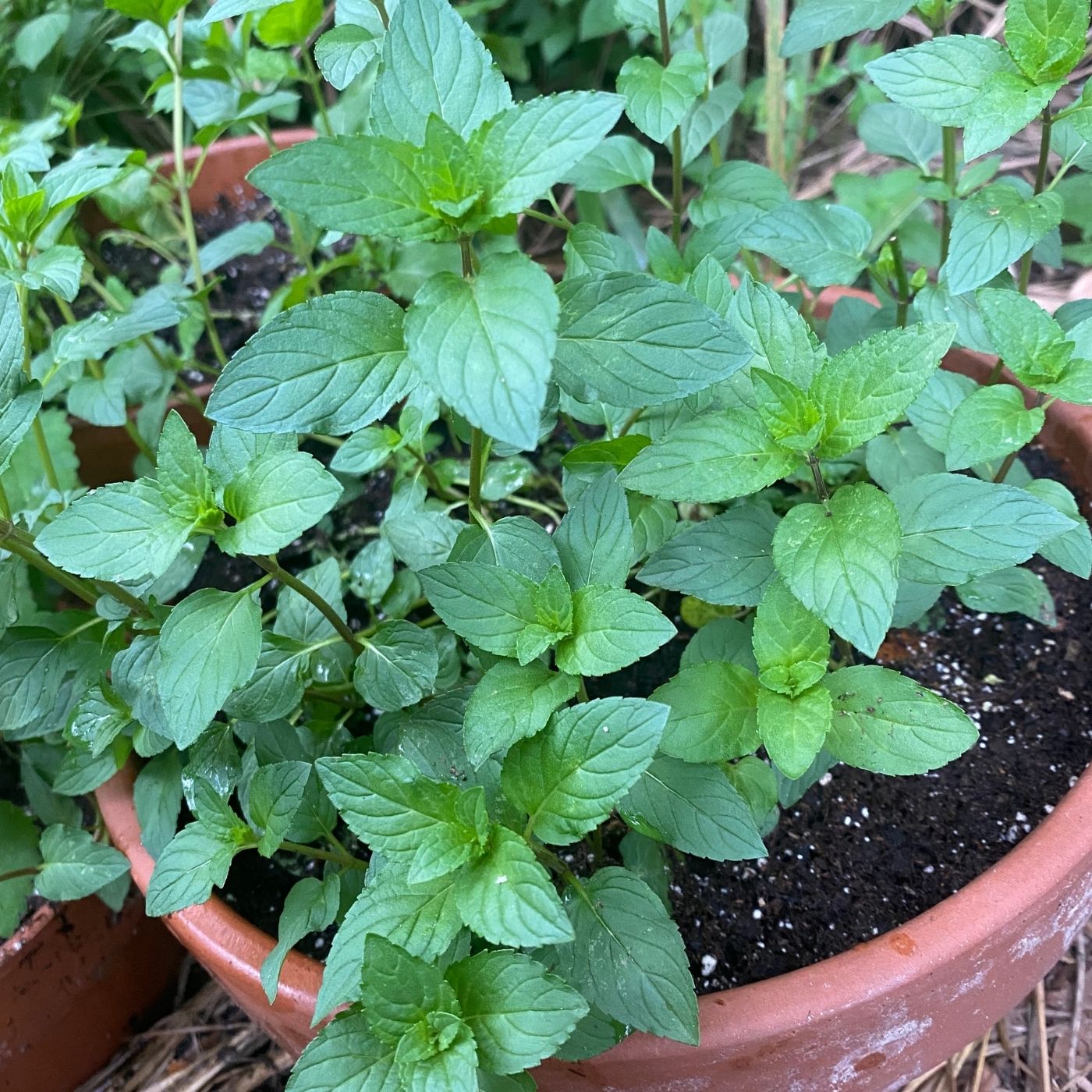 Chocolate mint in a terra cotta pot