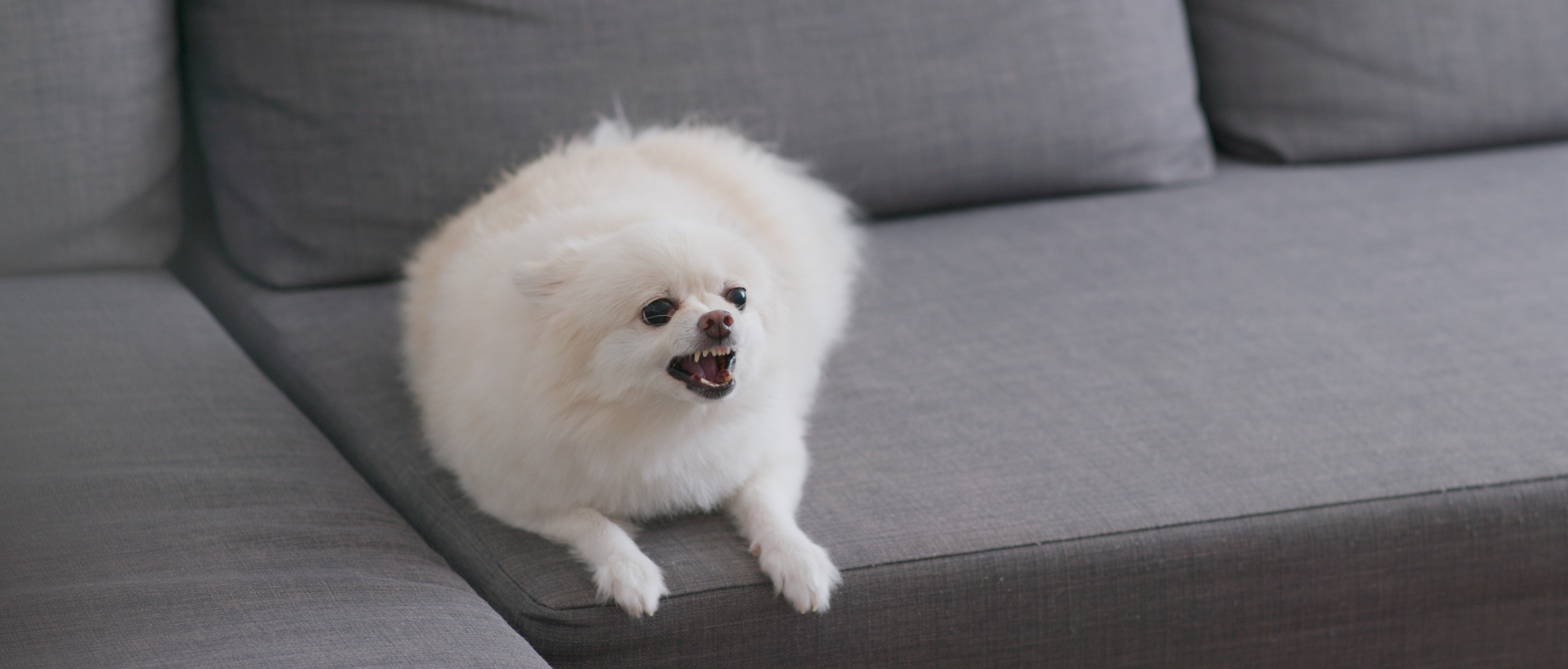 small white dog showing teeth and guarding couch space