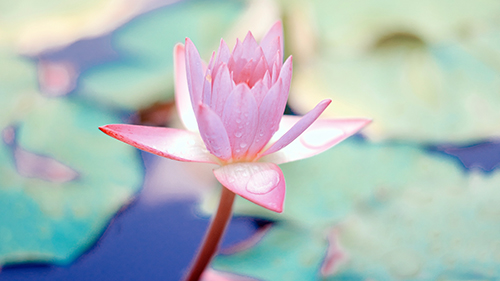 A lotus flower emerging from the water