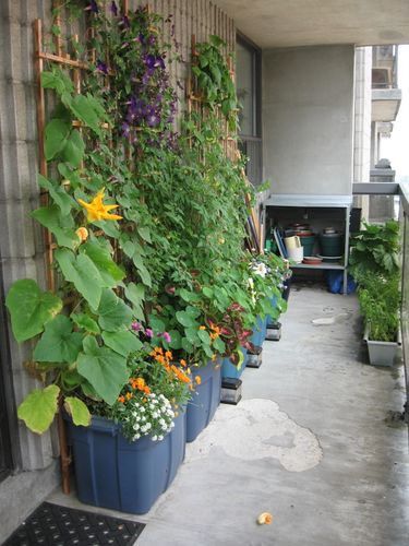 vegetables growing in storage tubs on balcony