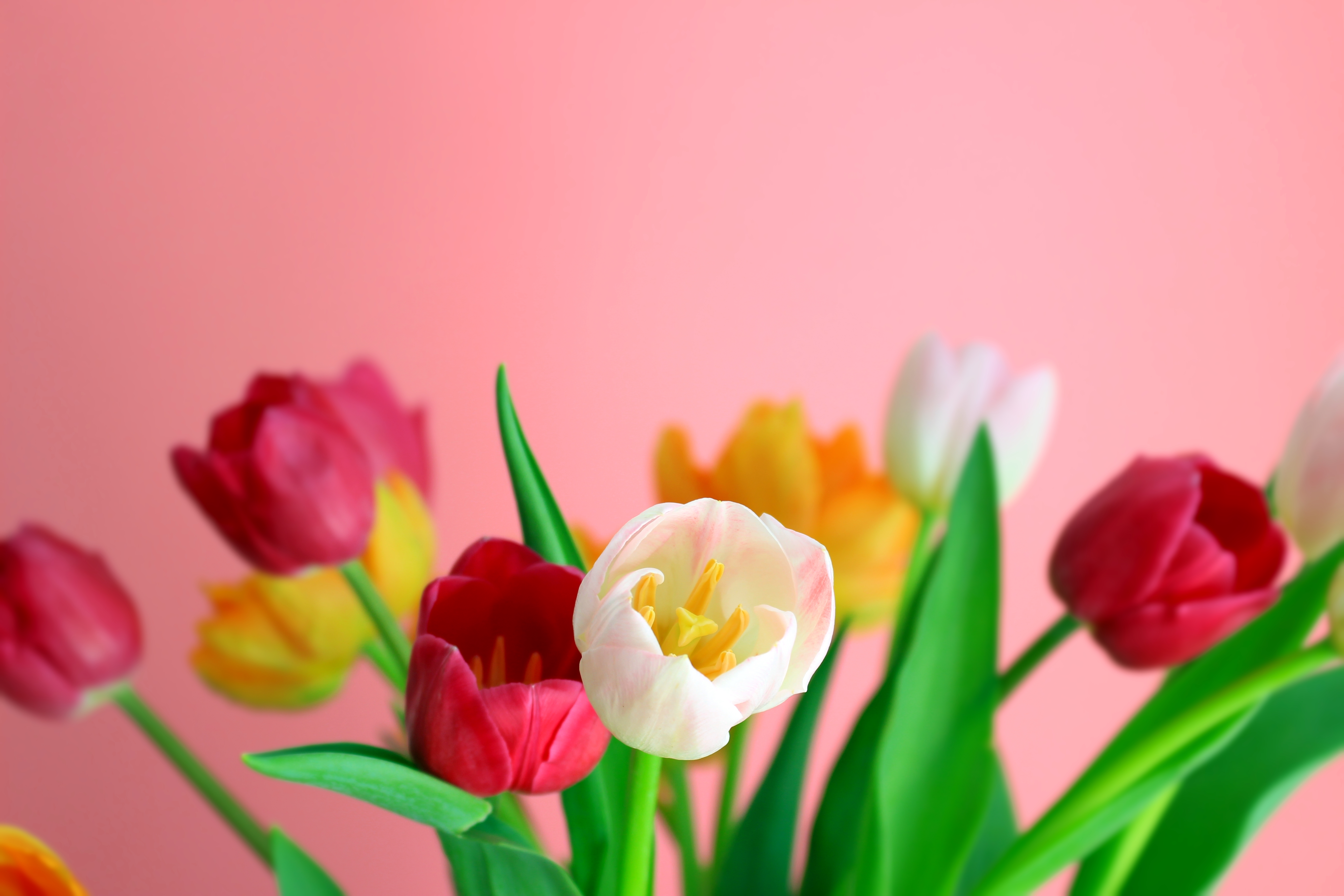 tulips