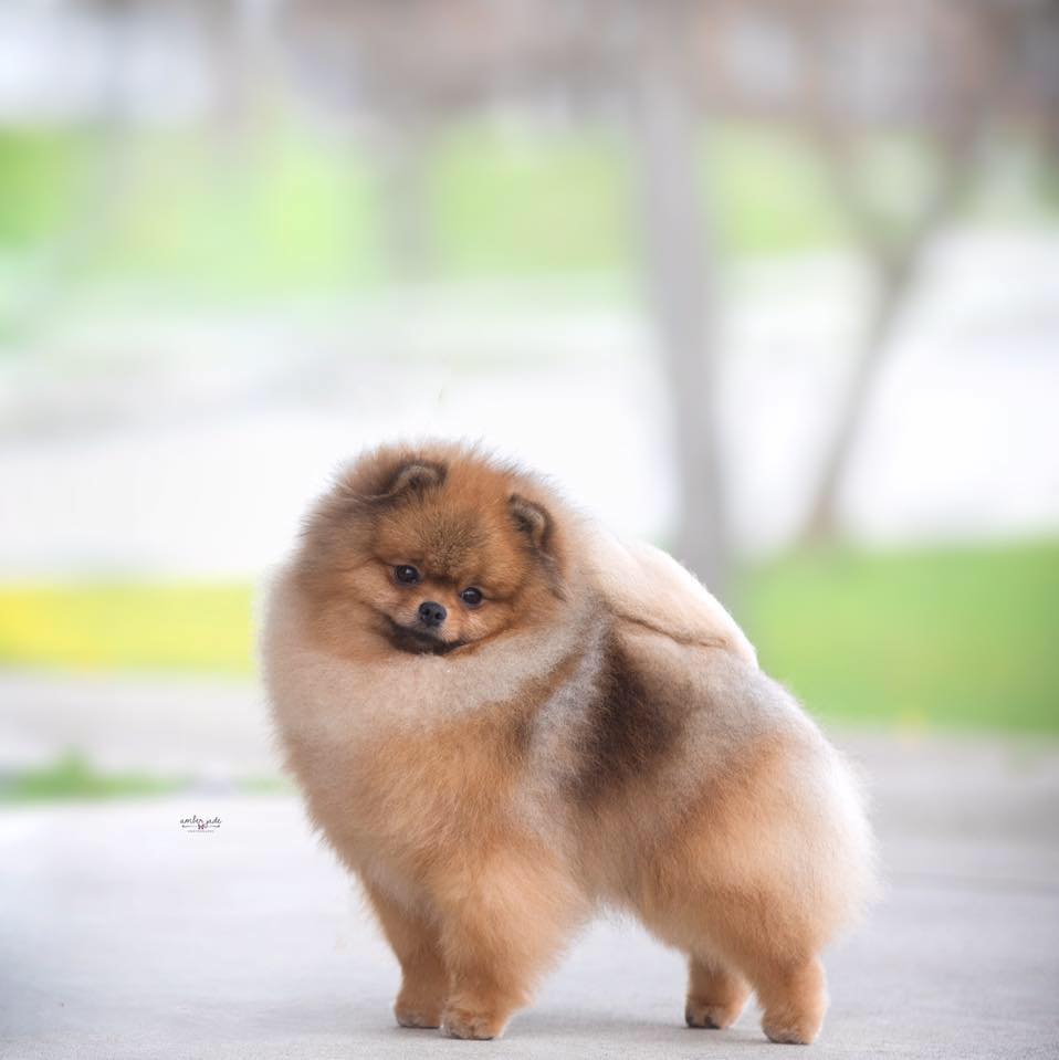 Show pomeranian 2024