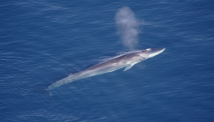 Fin Whale - Aqqa Rosing Asvid / Visit Greenland