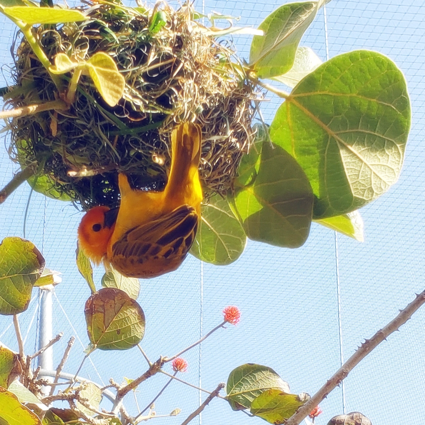 A weaver bird weaving a nest