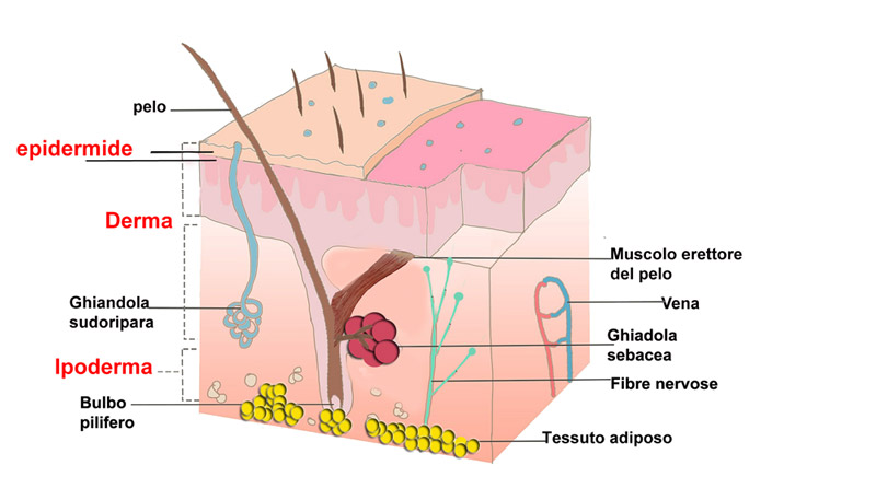 Anatomia massaggio pelle