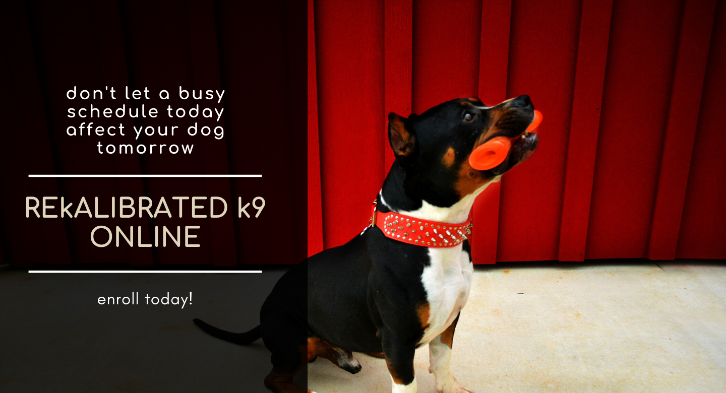 enroll in a virtual course from REkALIBRATED k9 today!