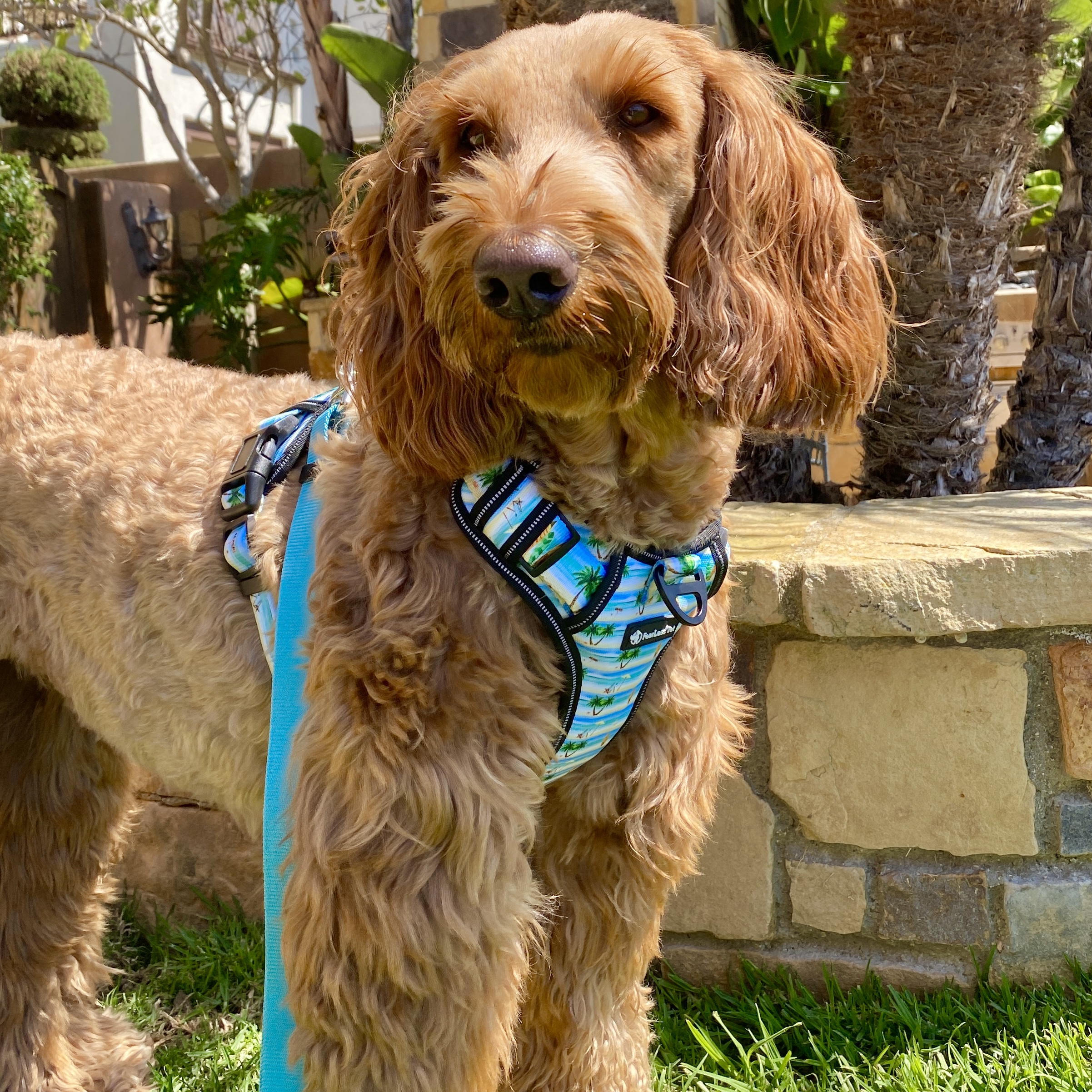 photo of a labradoodle in a heavy duty no pull harness by fearless pet