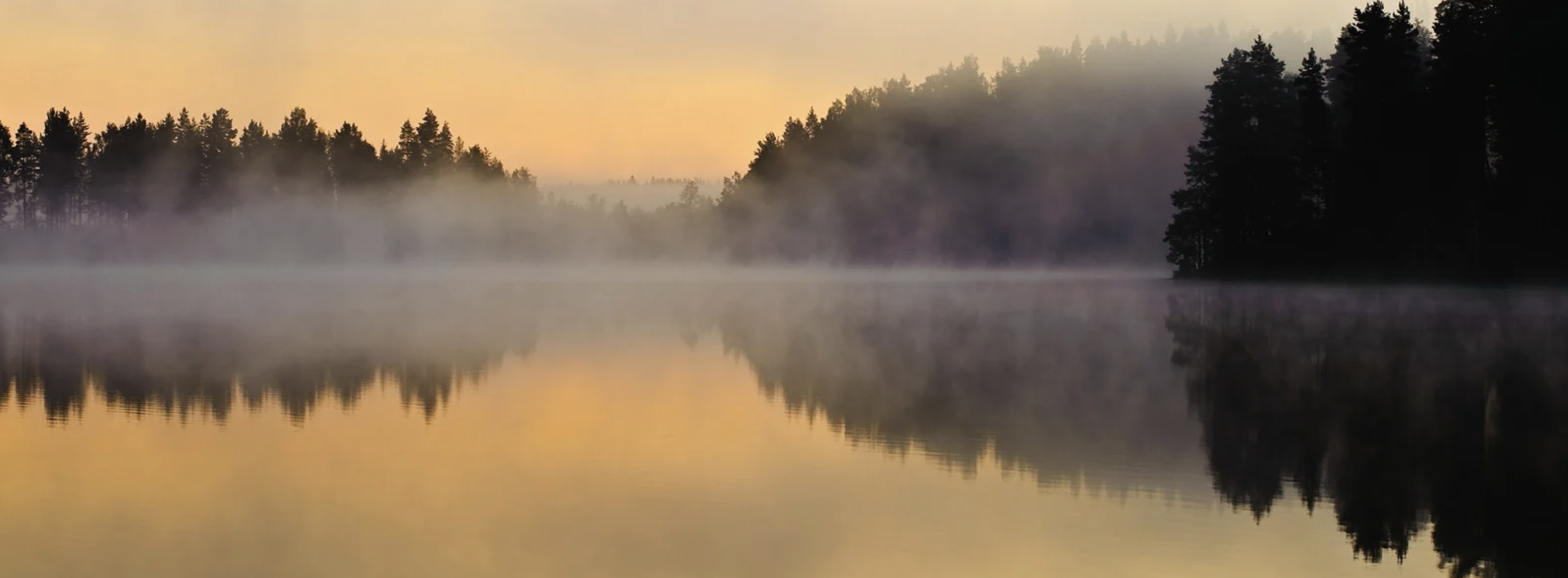 A calm water bank at sunrise behind tree