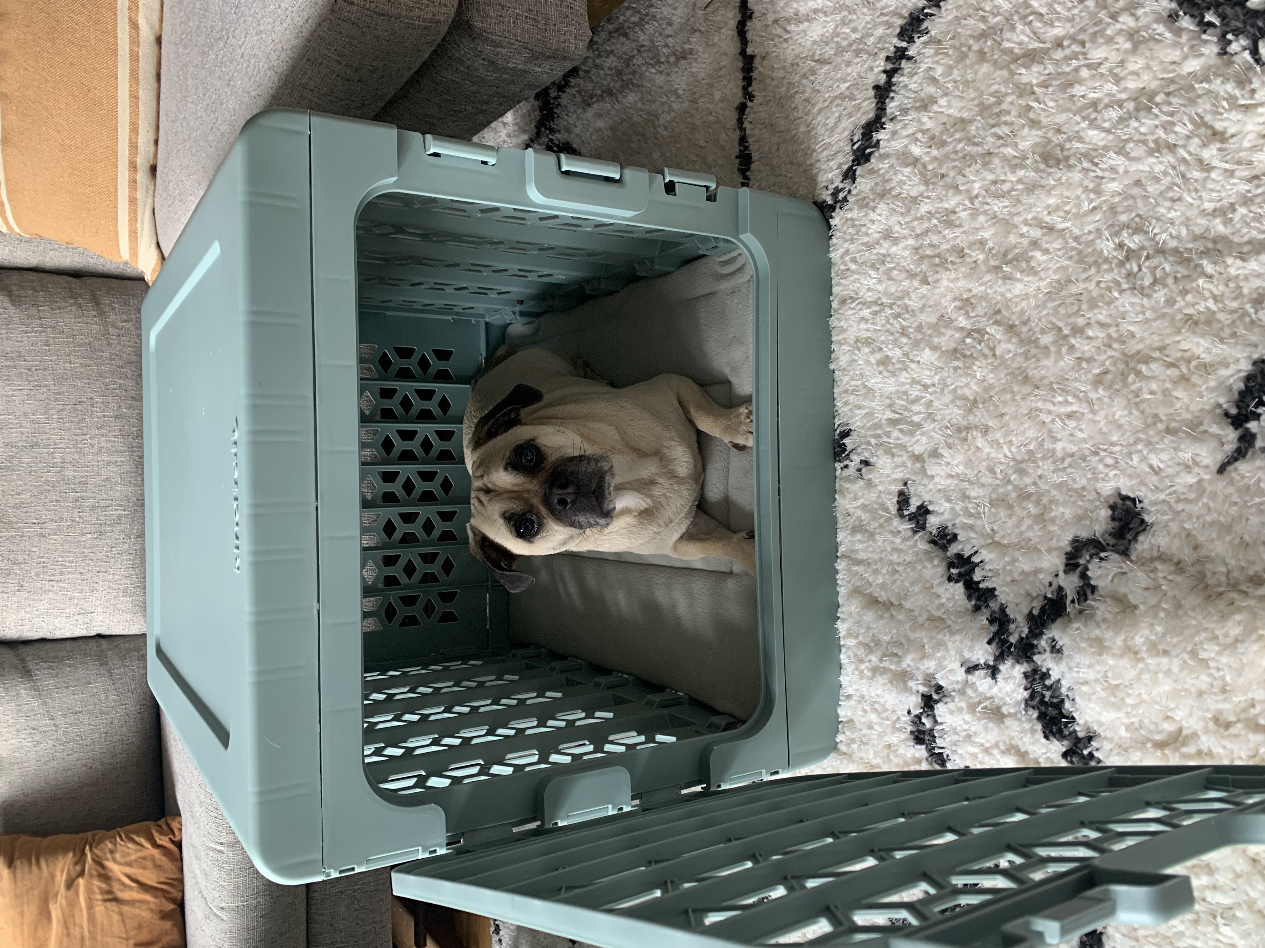 Cute puggle acclimating to his crate