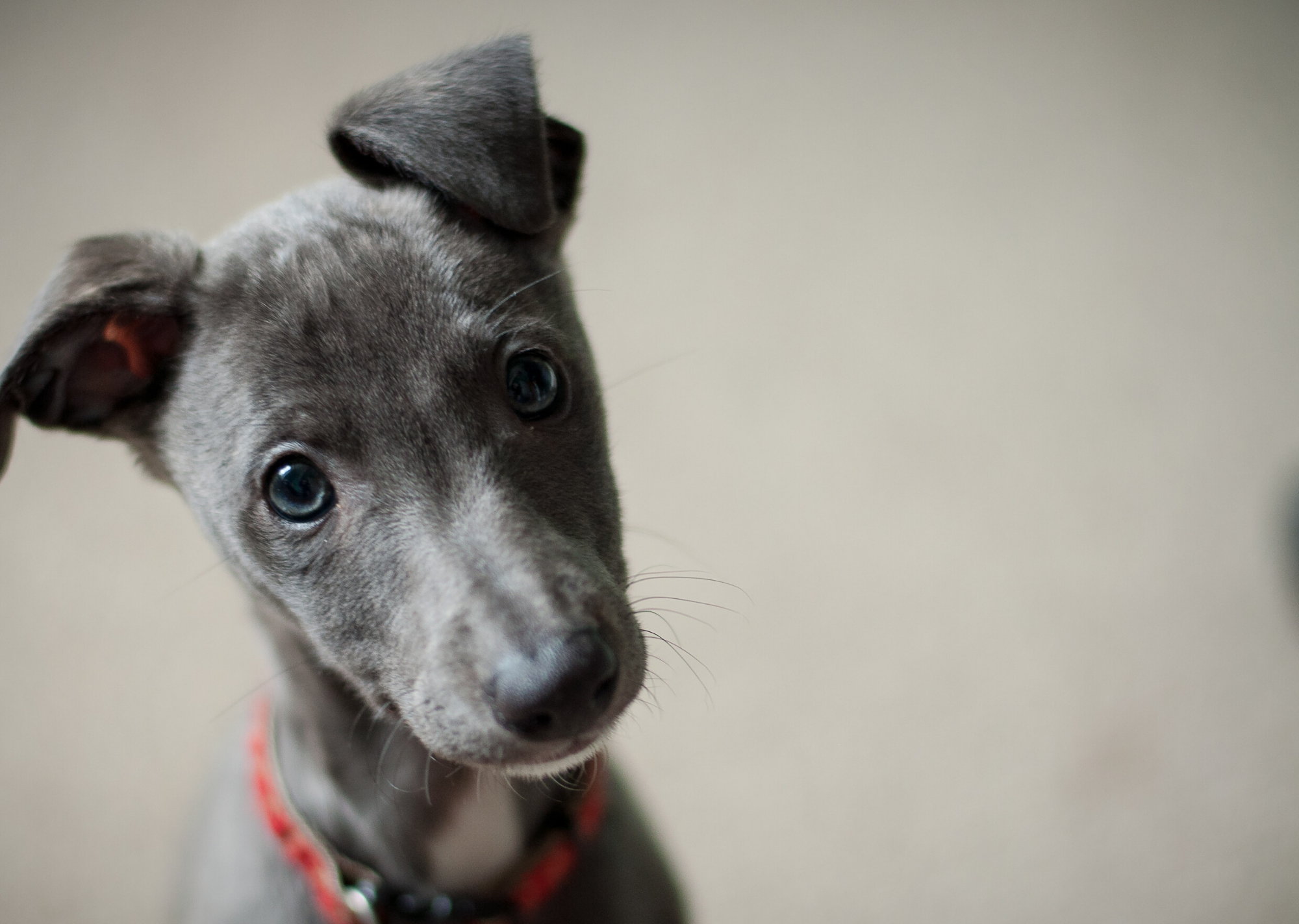 Miniature Greyhound Puppy