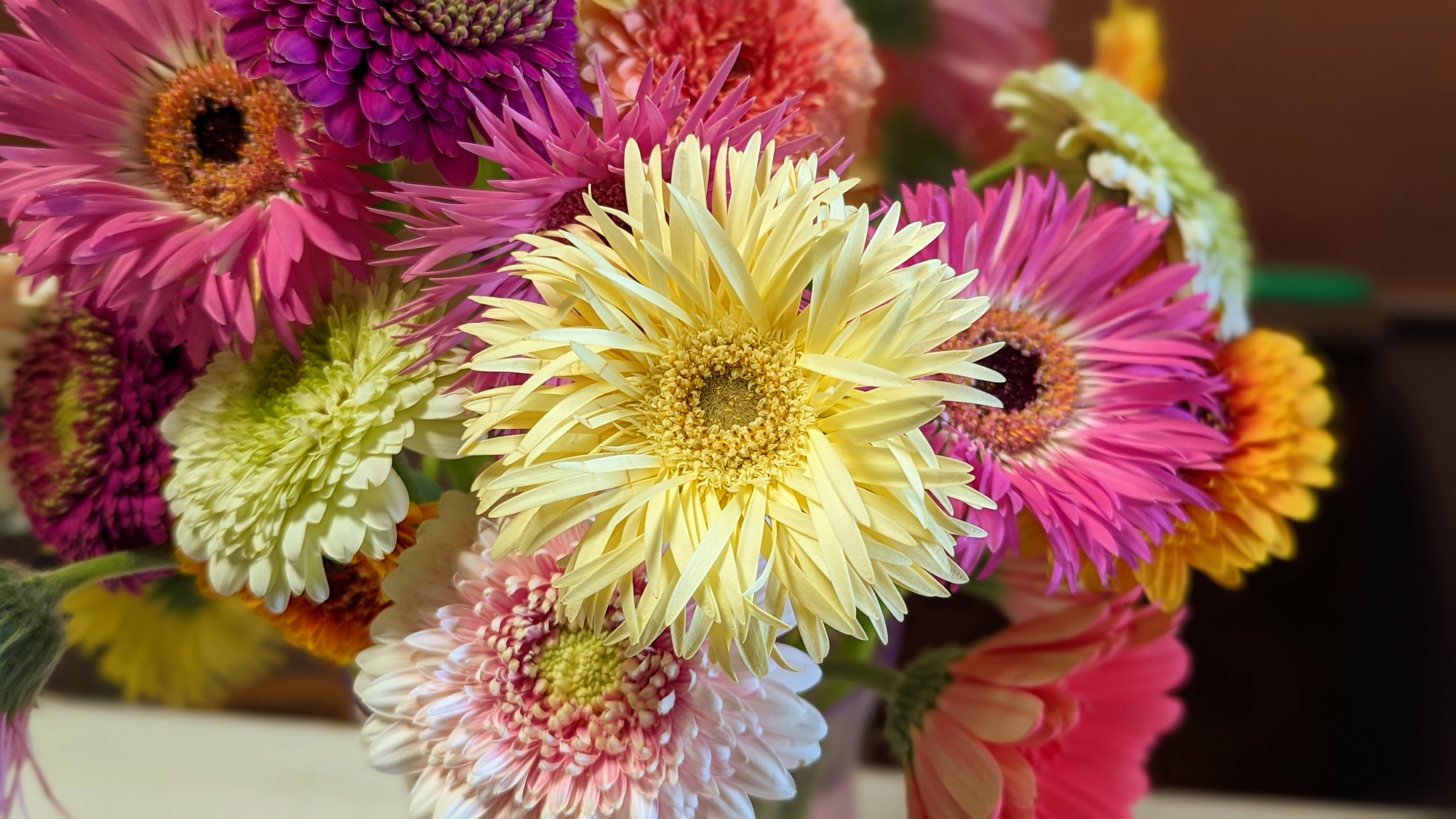 Gerber Daisies