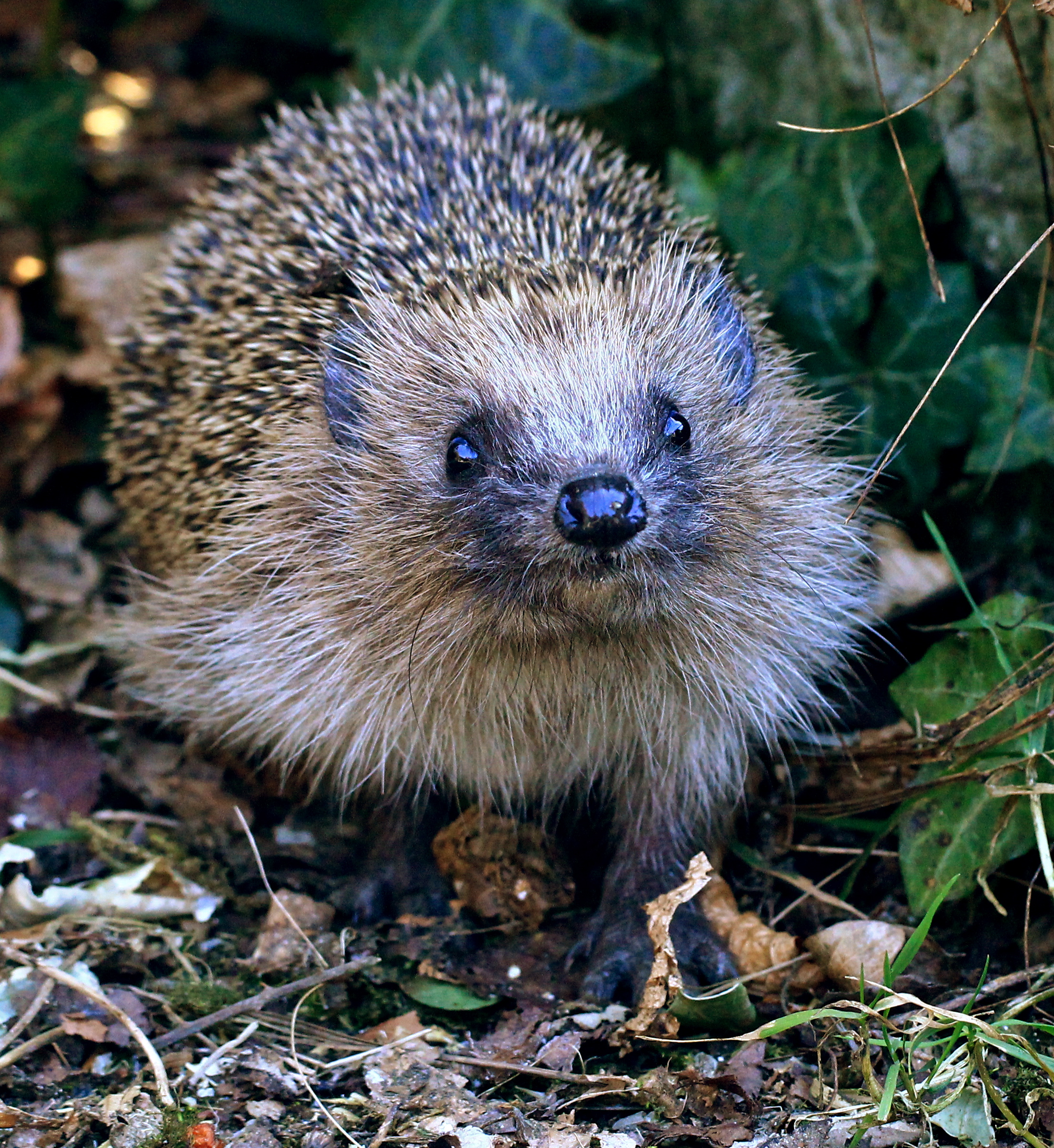 hedgehog photo by Emily Clark BHPS