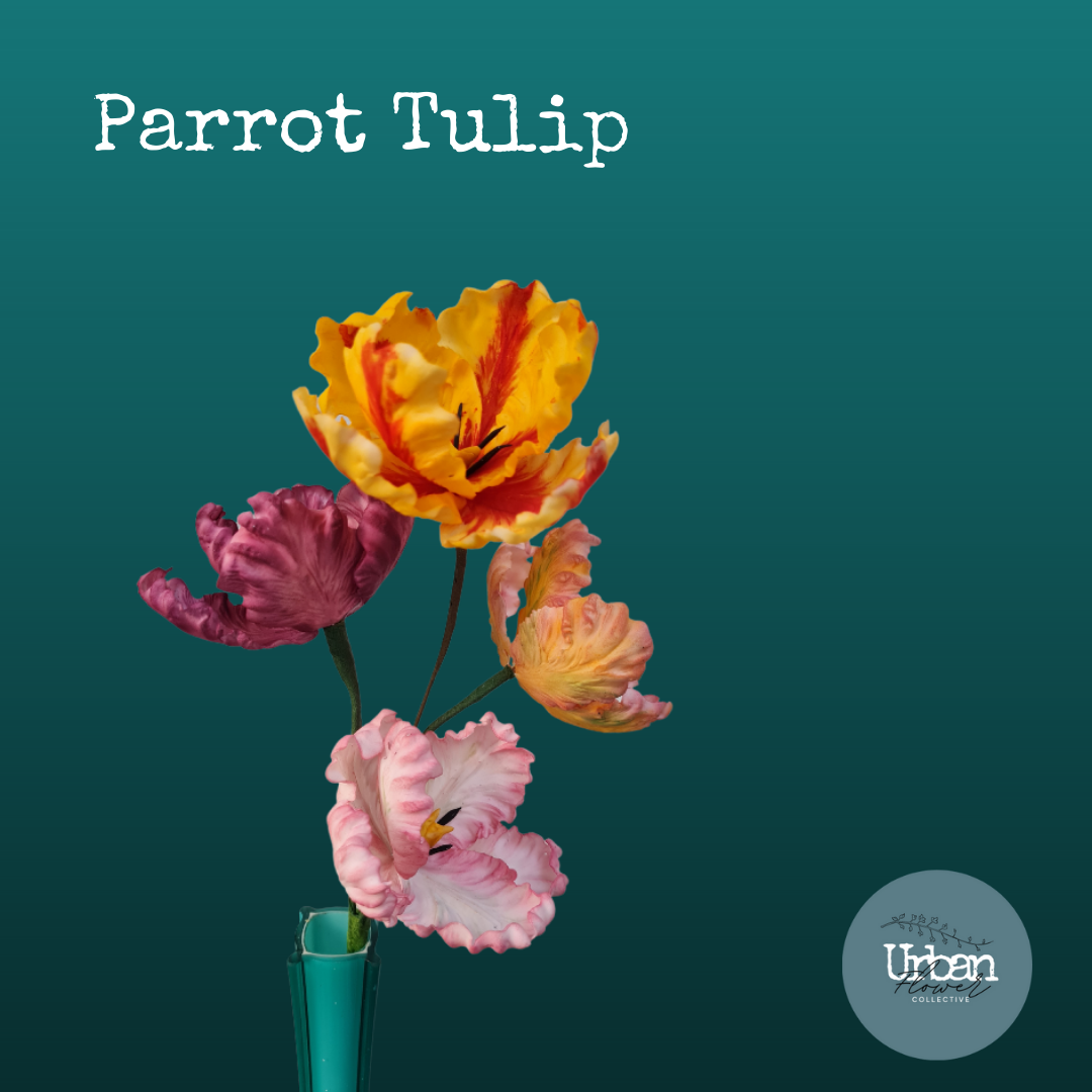 parrot tulip