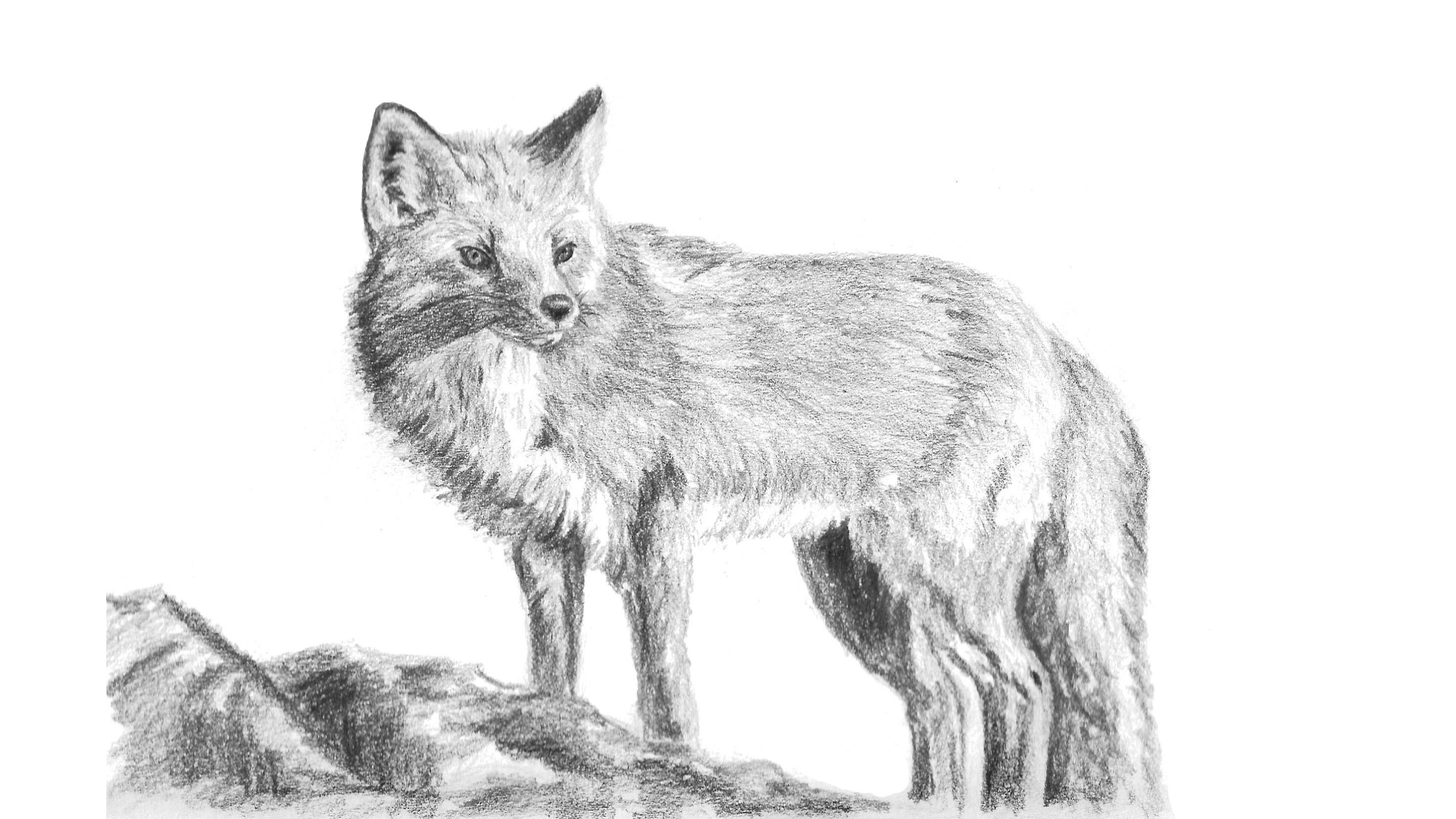 how to sketch a fox