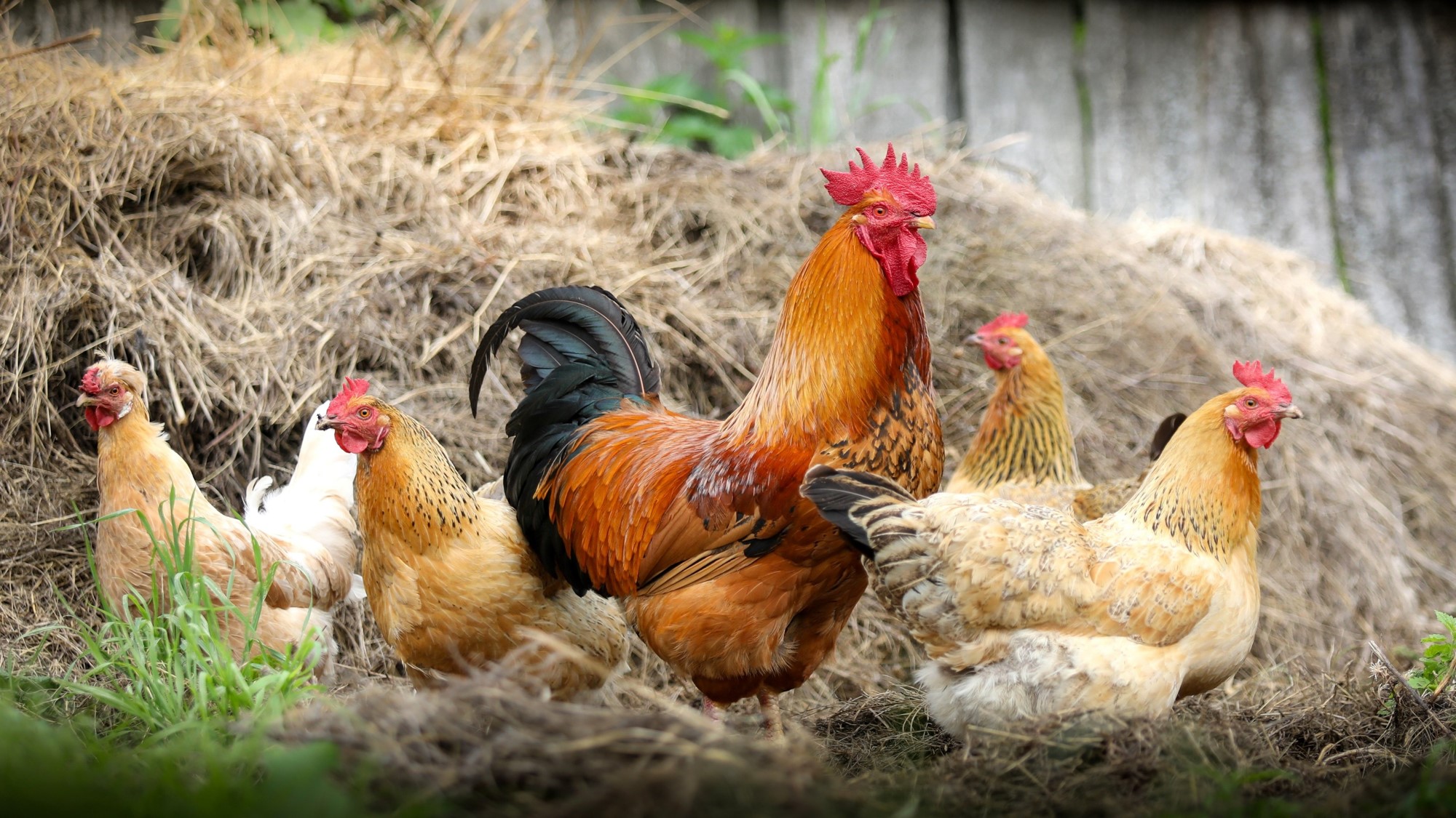 Un coq avec ses poules