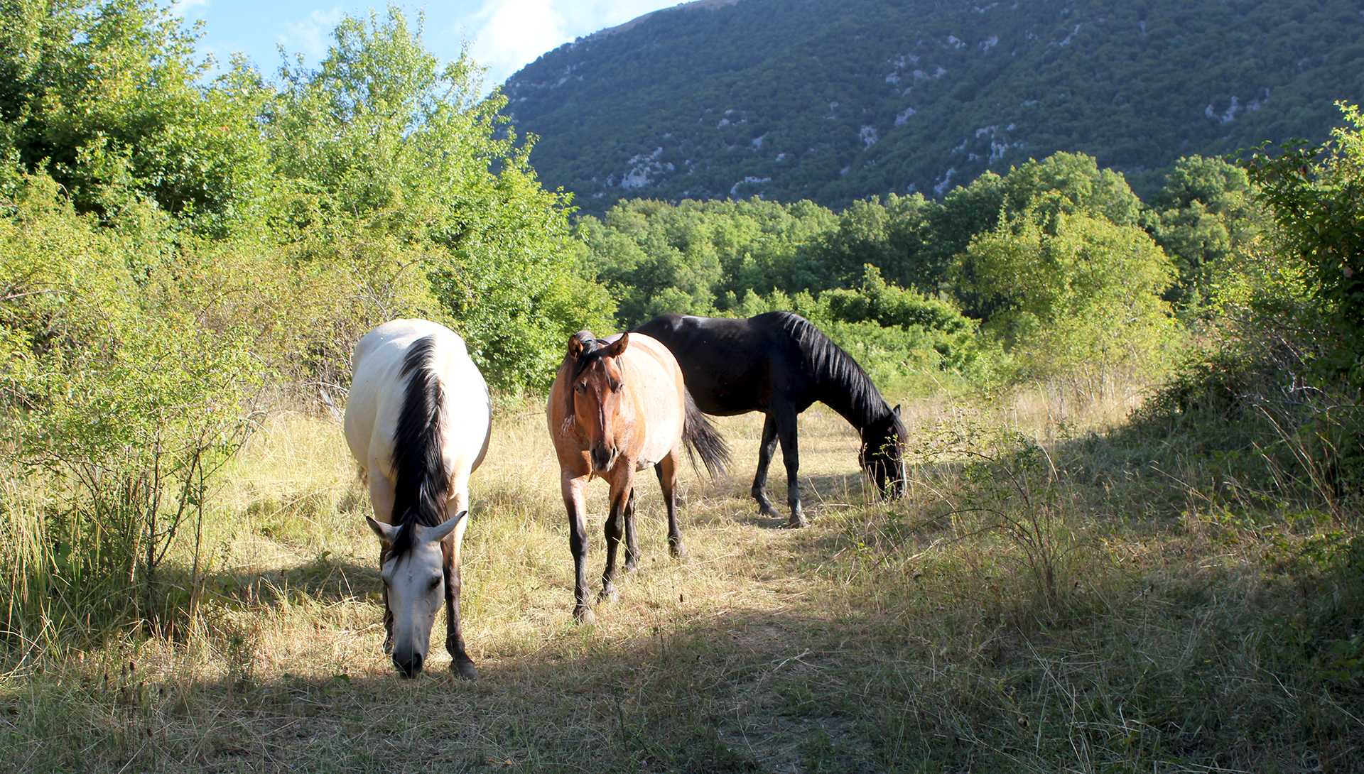 Horses in Abruzzo
