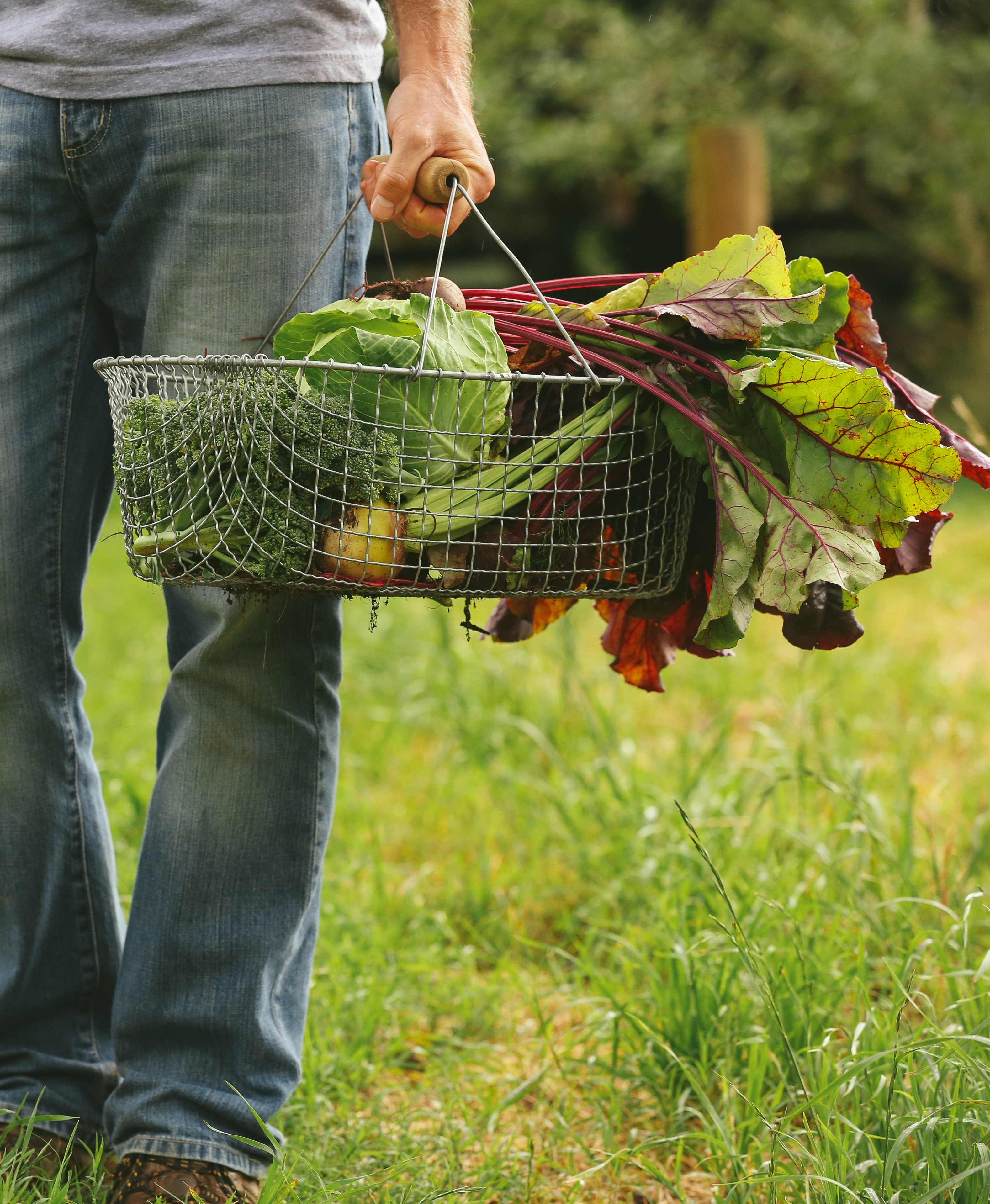 a basket of harvested veggies