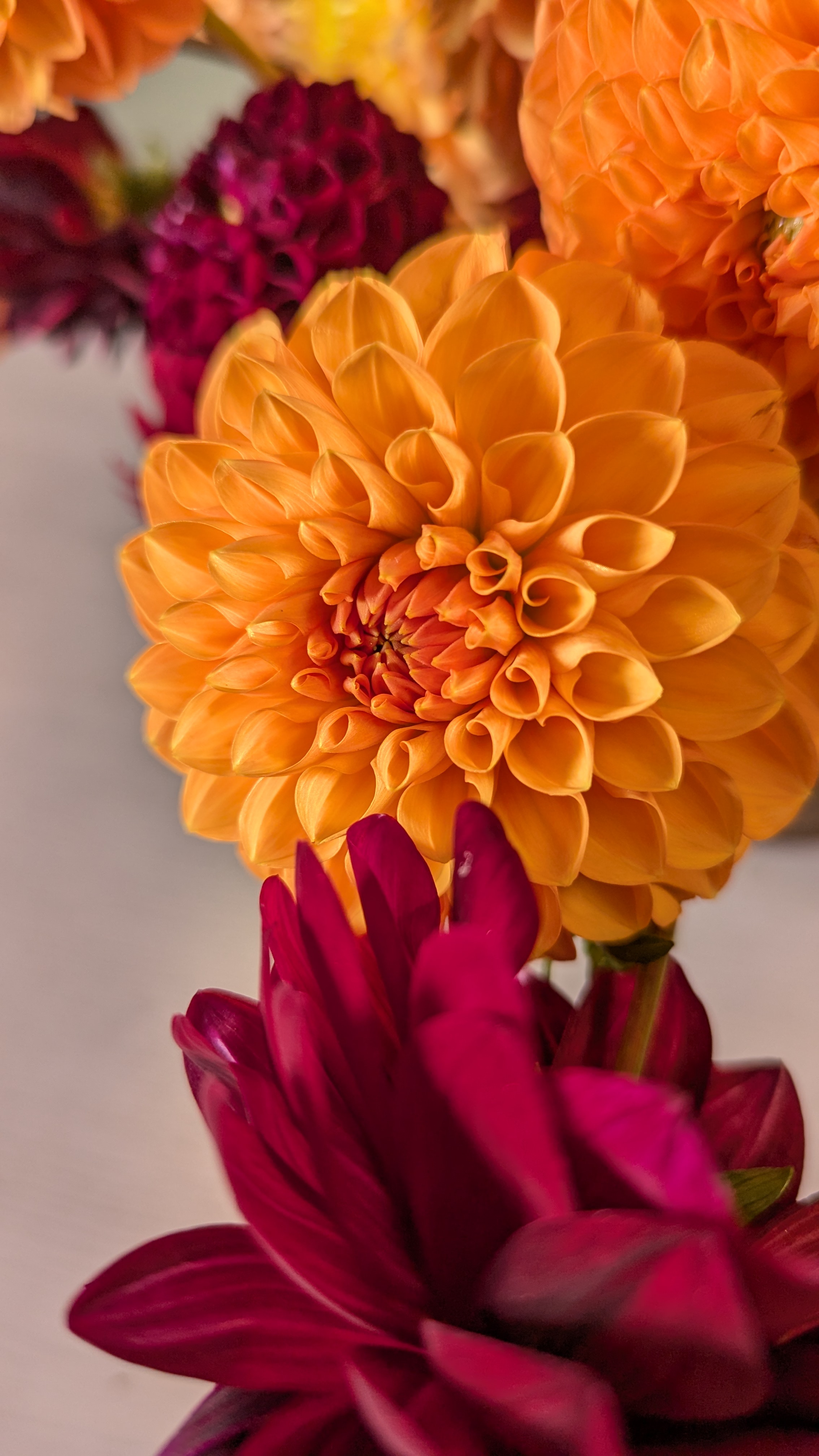 Dahlias