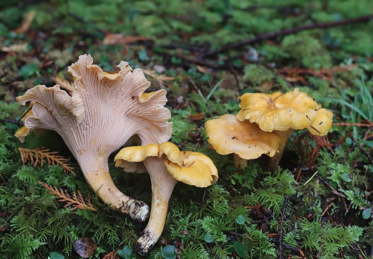 Four Pacific golden chanterelles on moss