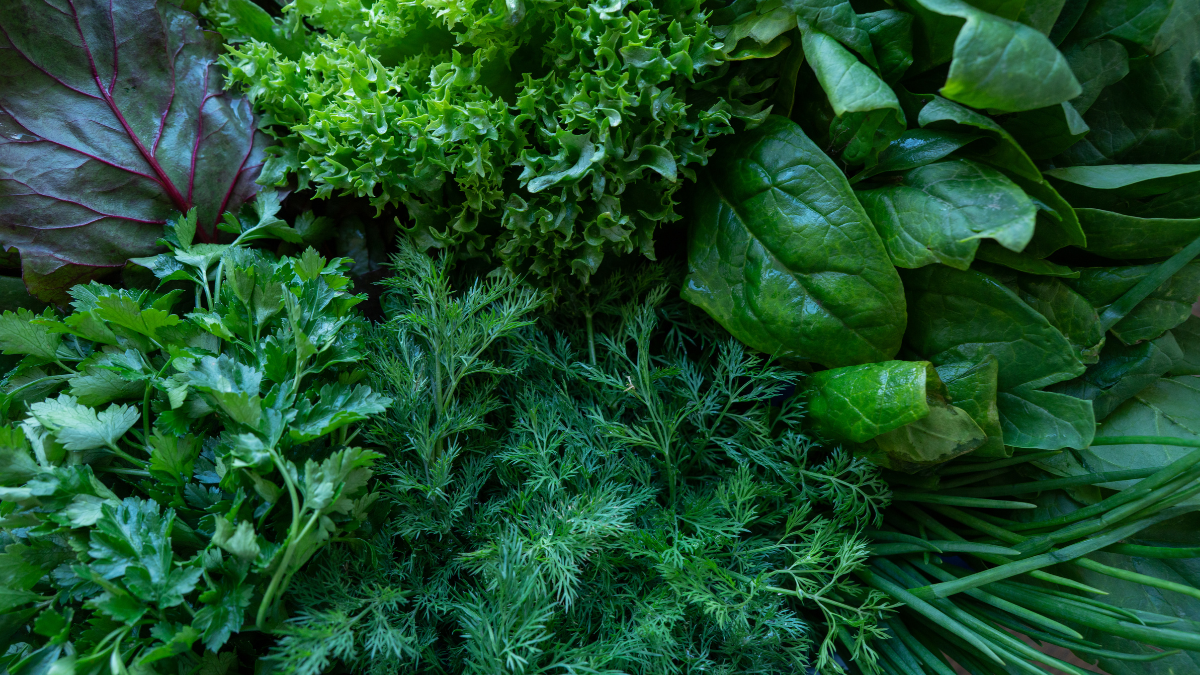 Types of salad greens 