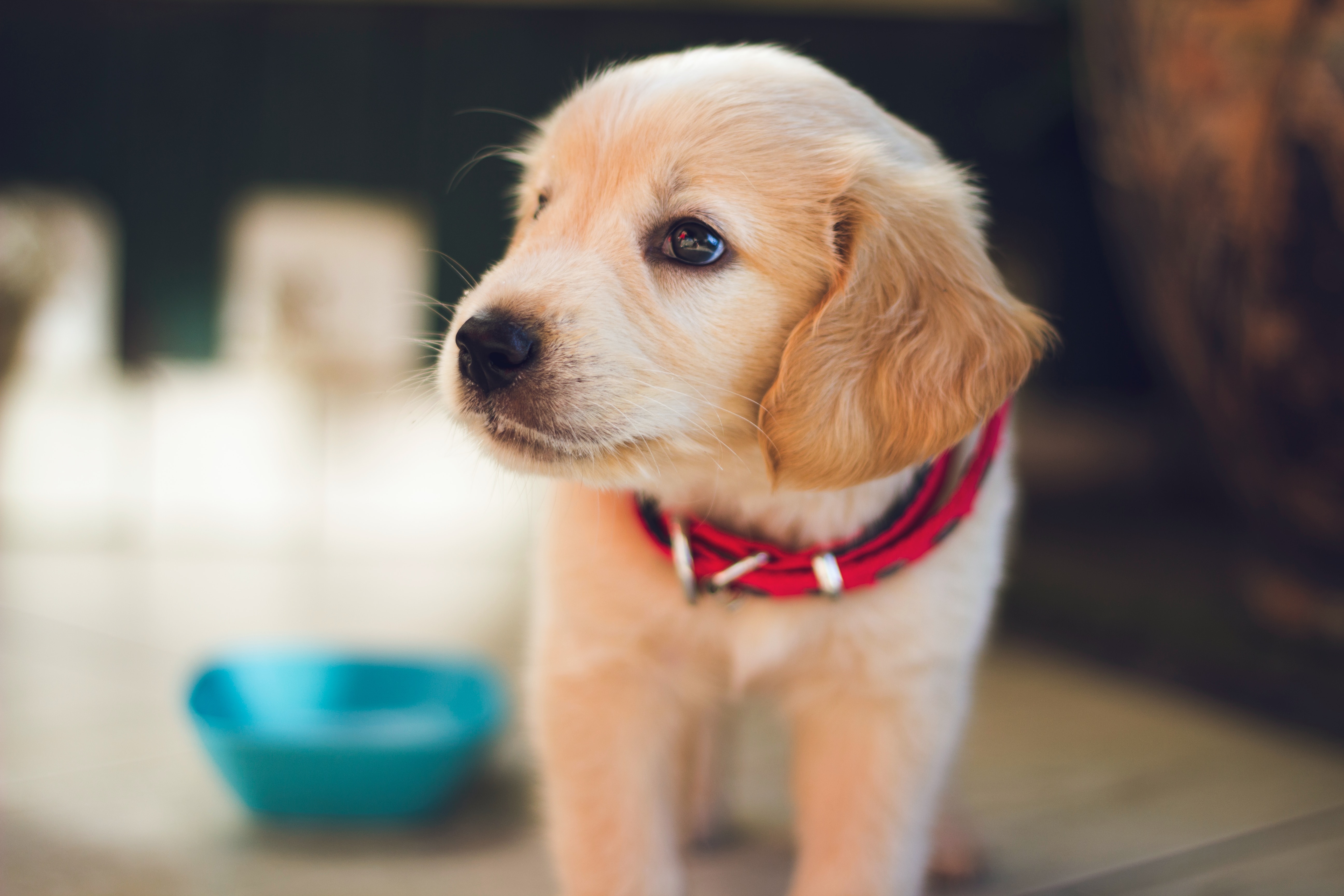 Are you juggling the demands of family life, work, and now a new puppy? The last thing you need is the added stress of constant potty accidents.   Thats where our expert-led course comes in. With over 30 years of professional training experience, our instructor brings you proven strategies to fast-track potty training.   Say goodbye to endless cleanups and hello to a well-trained pup in no time.