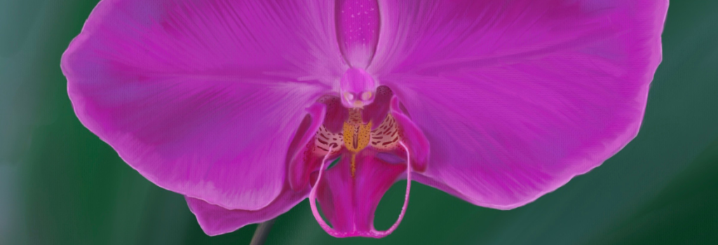 Free Orchid Masterclass