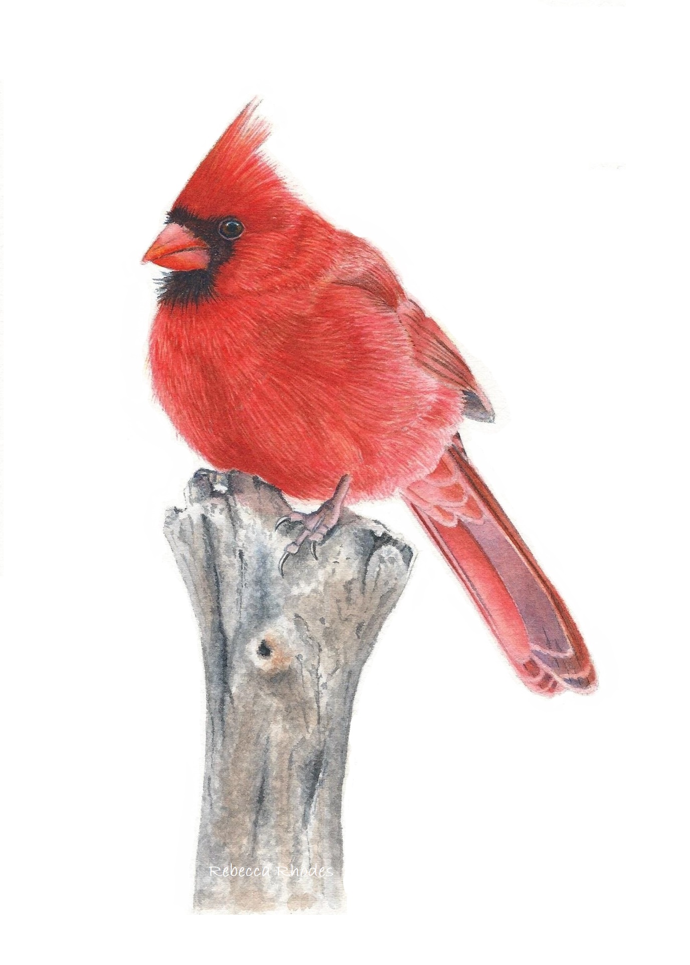 cardinal in watercolor rebecca rhodes