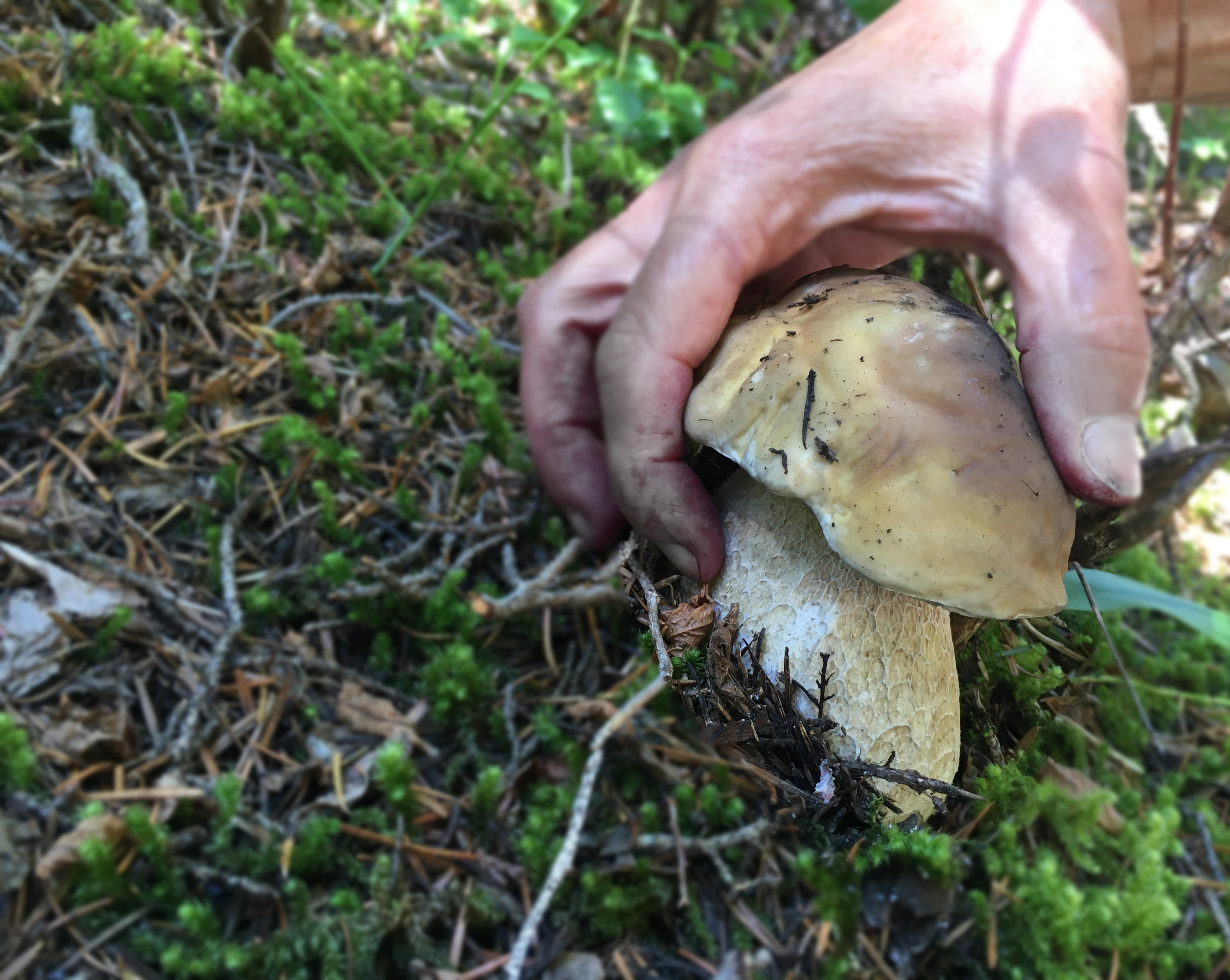 Porcini hunting