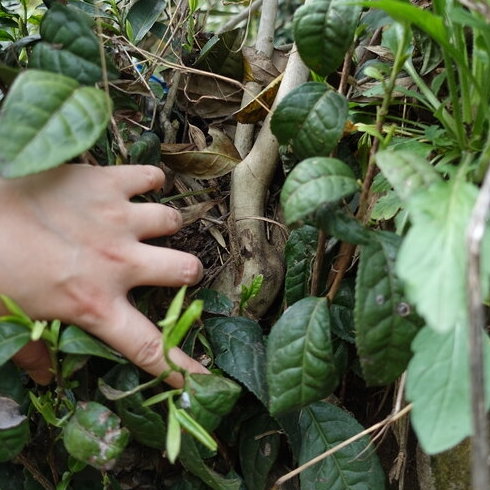 white tea farming