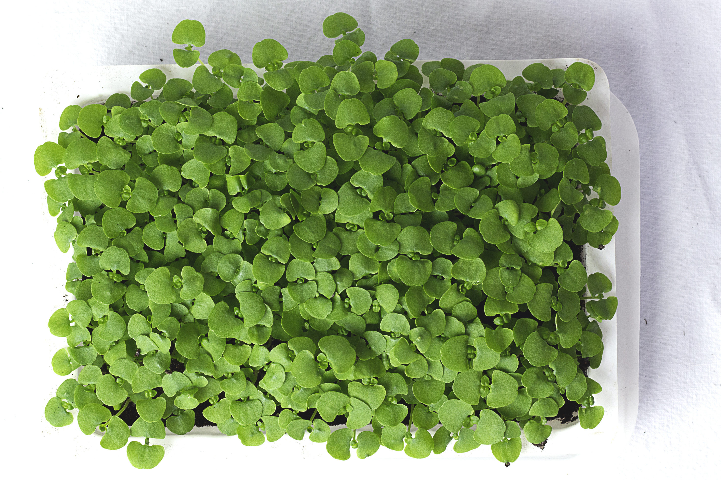 microgreens