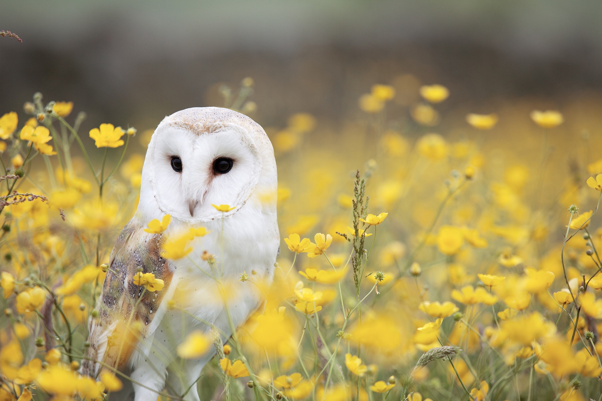 Owl in Flower Fields