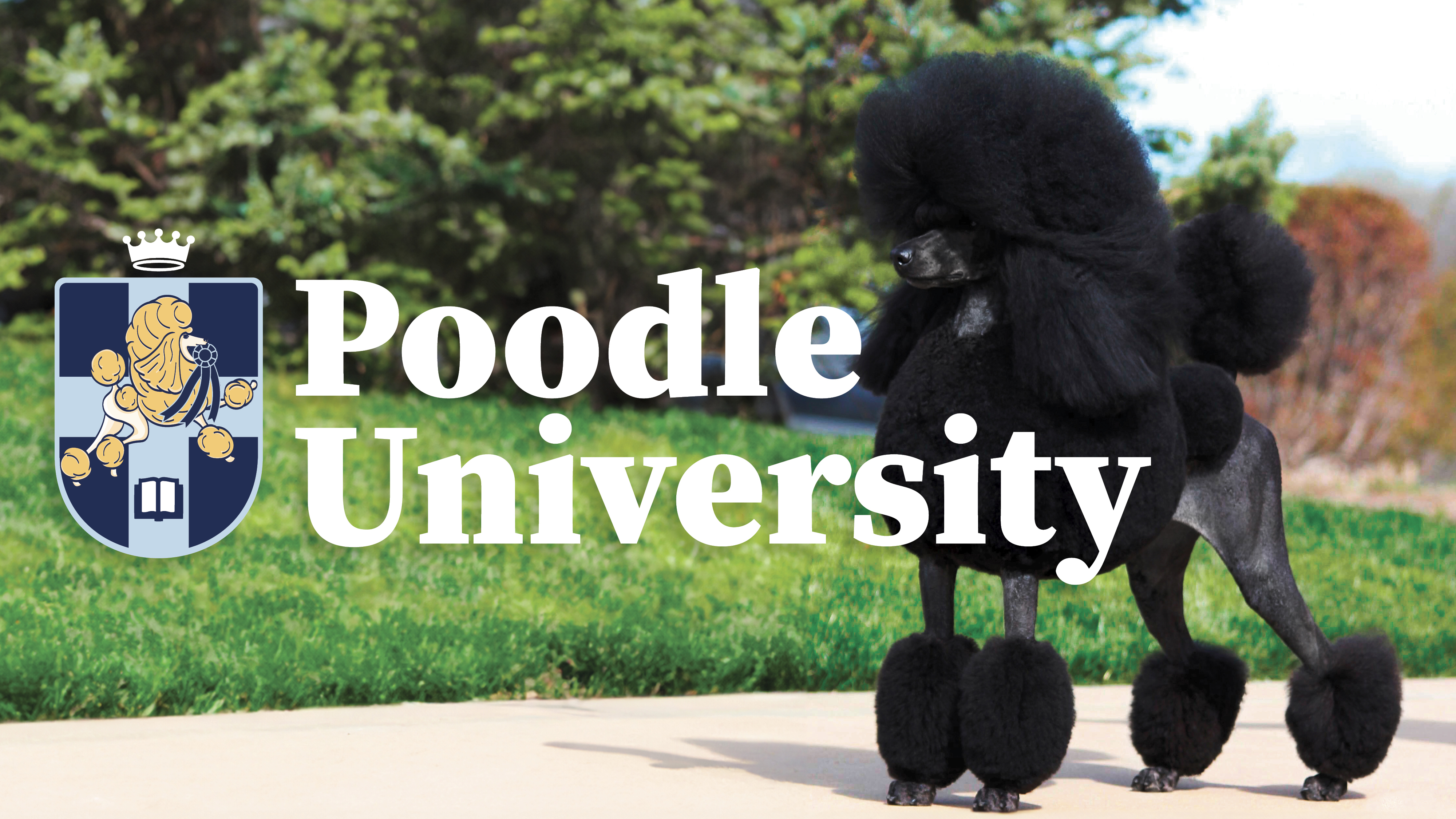 Alexander poodles sale