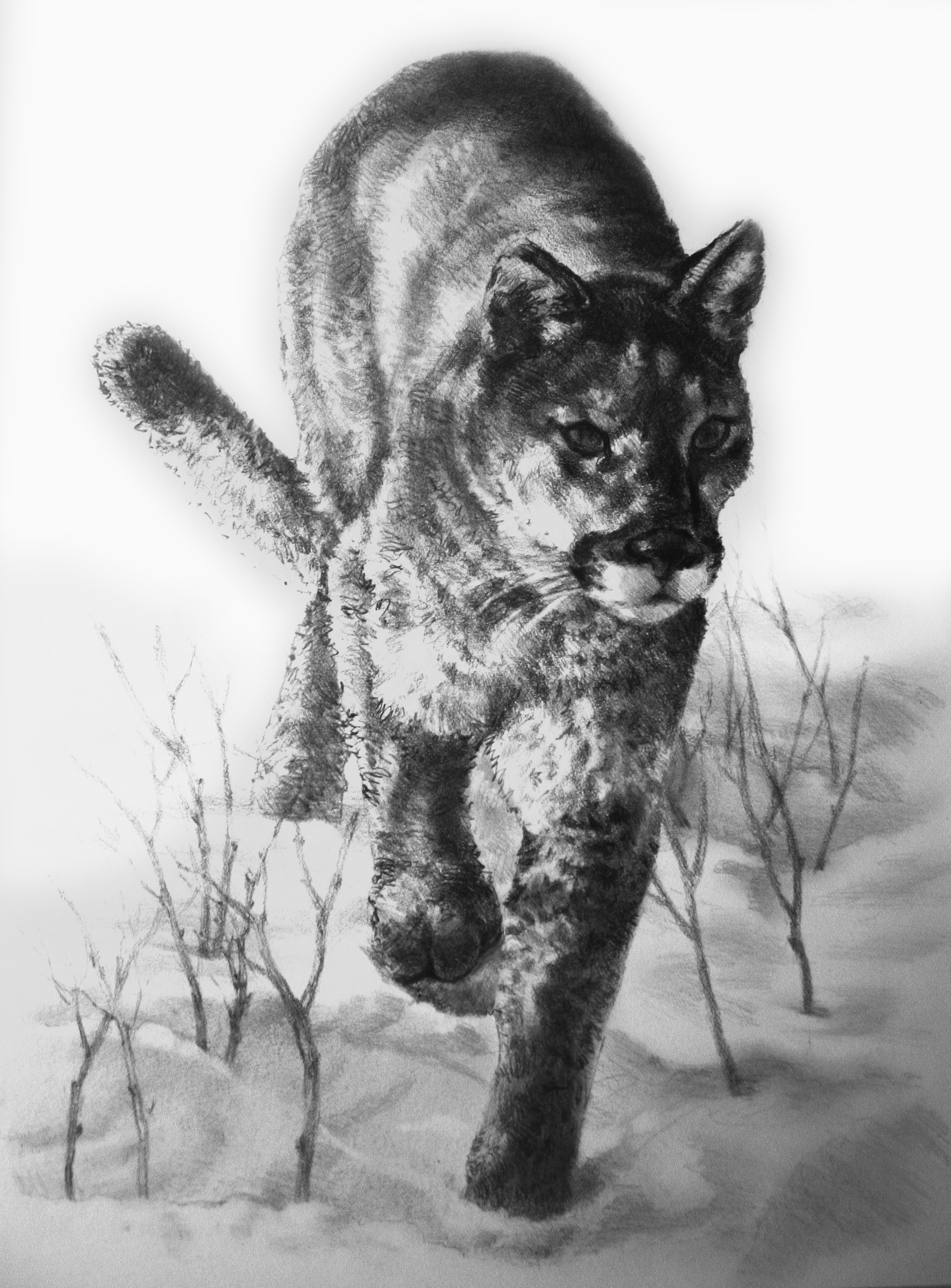 Drawing of a mountain lion using values and lines to create a believable drawing